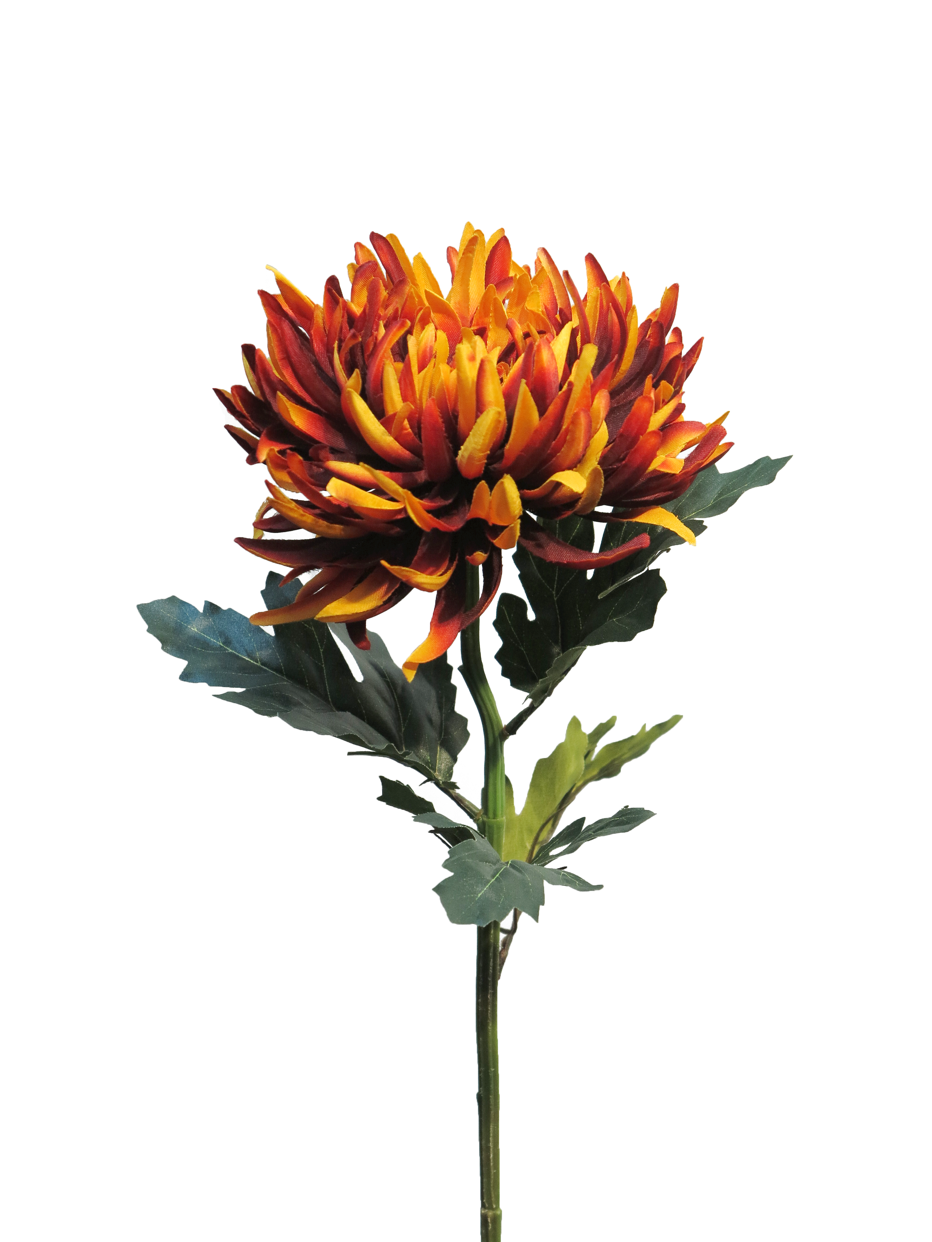 Chrysanthemum Iba rust 63cm