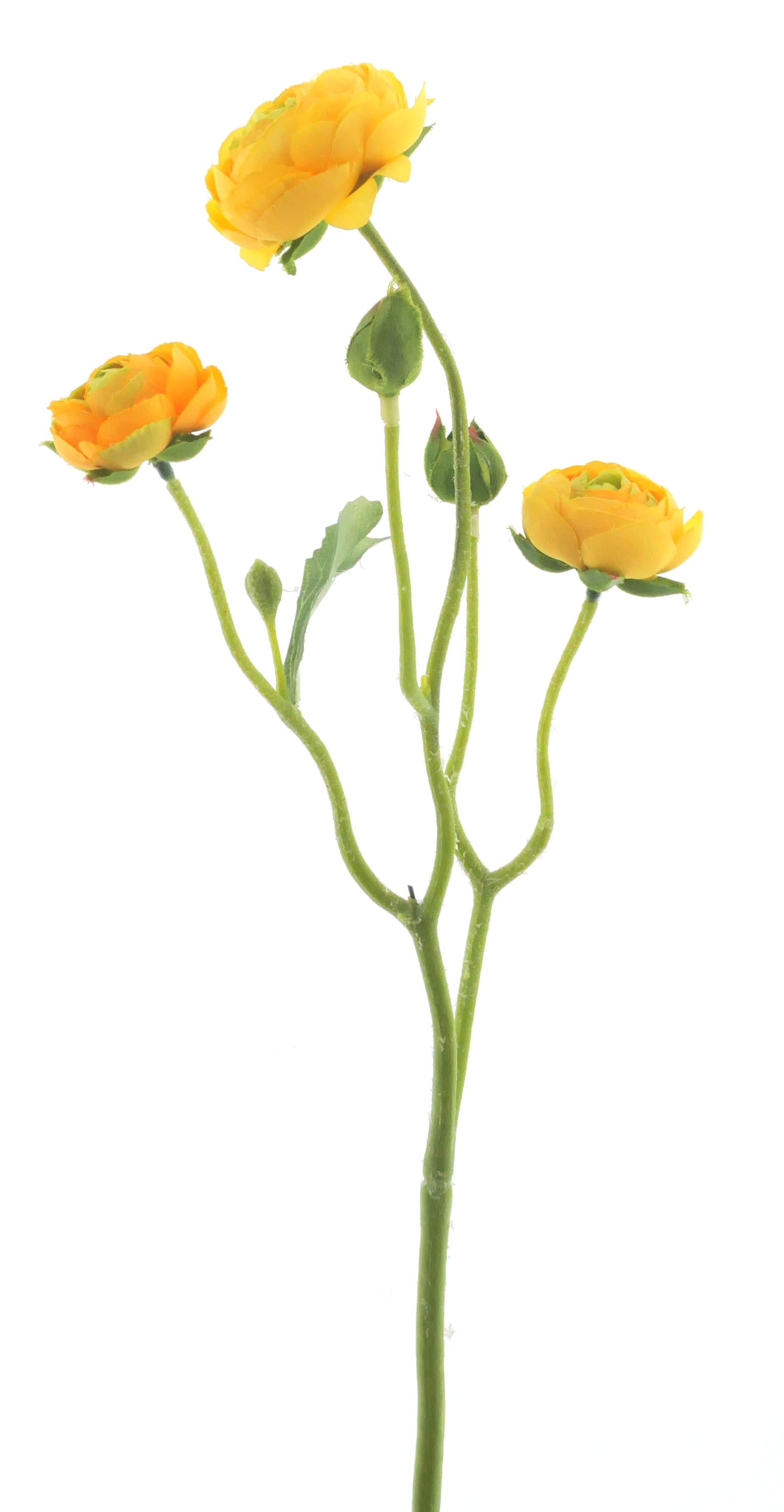 Ranunculus Azura yellow 48cm