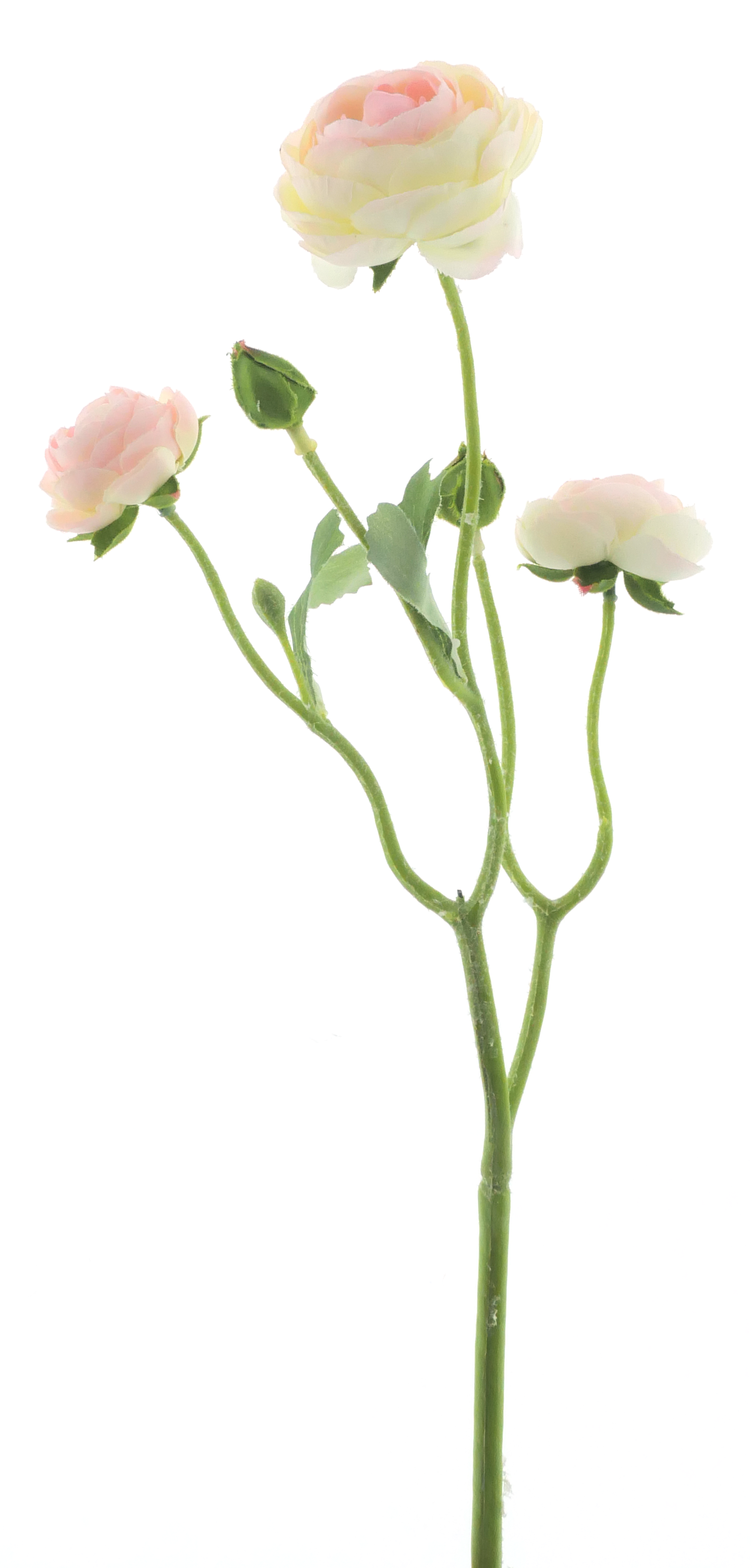 RanunculusAzura pink/cream 48cm