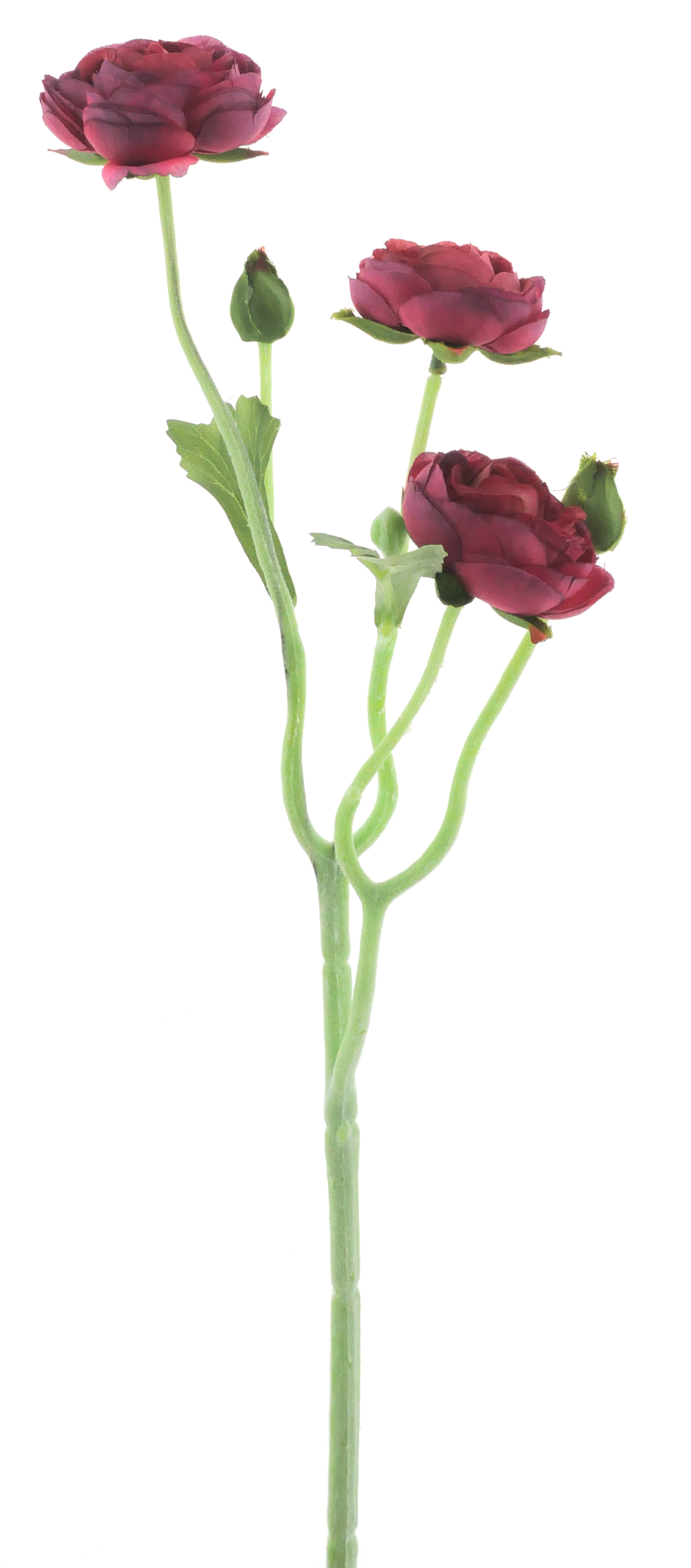 Ranunculus Azura fuchsia 48cm