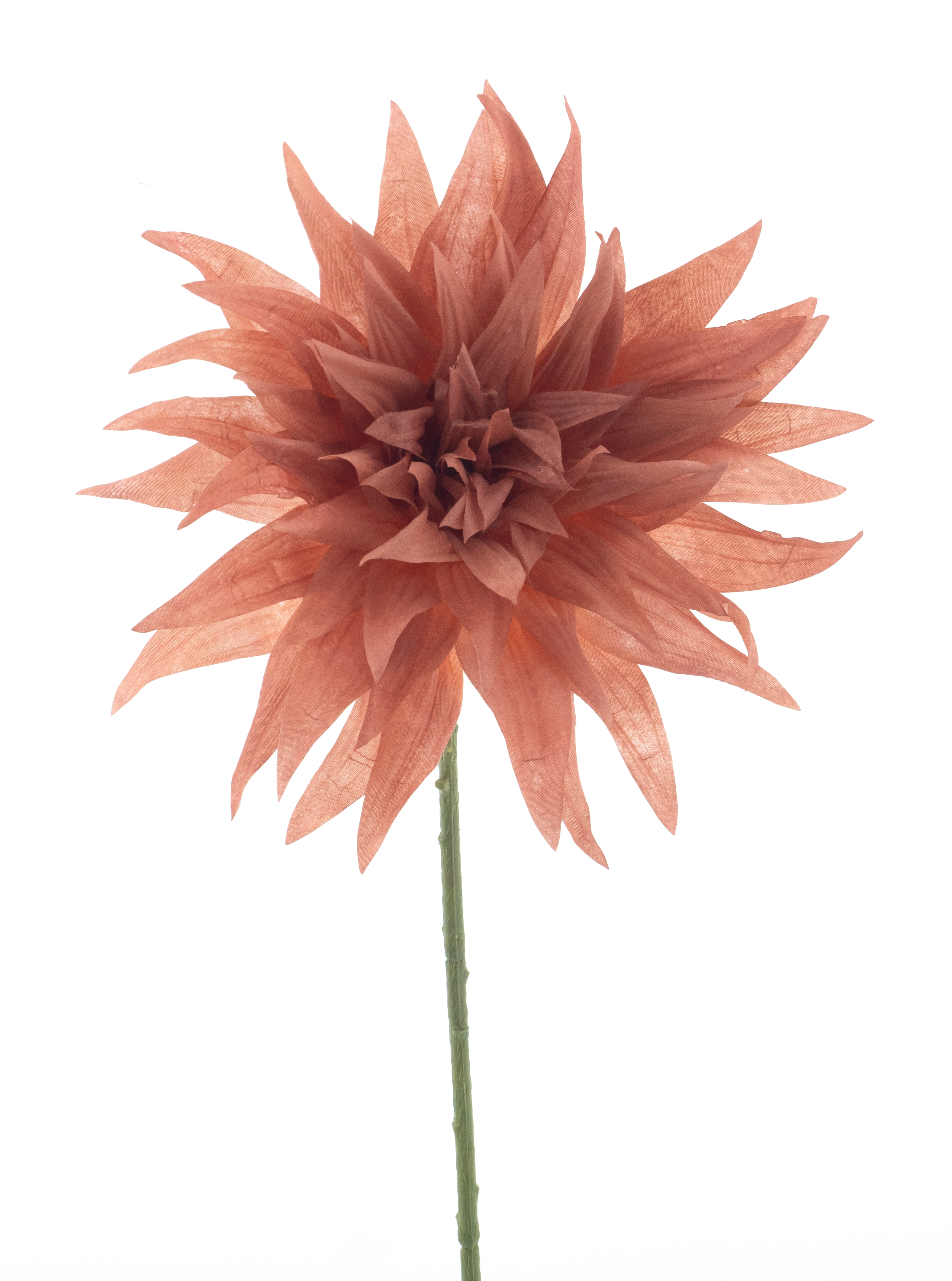Wild dahlia spray Texas peach 70cm
