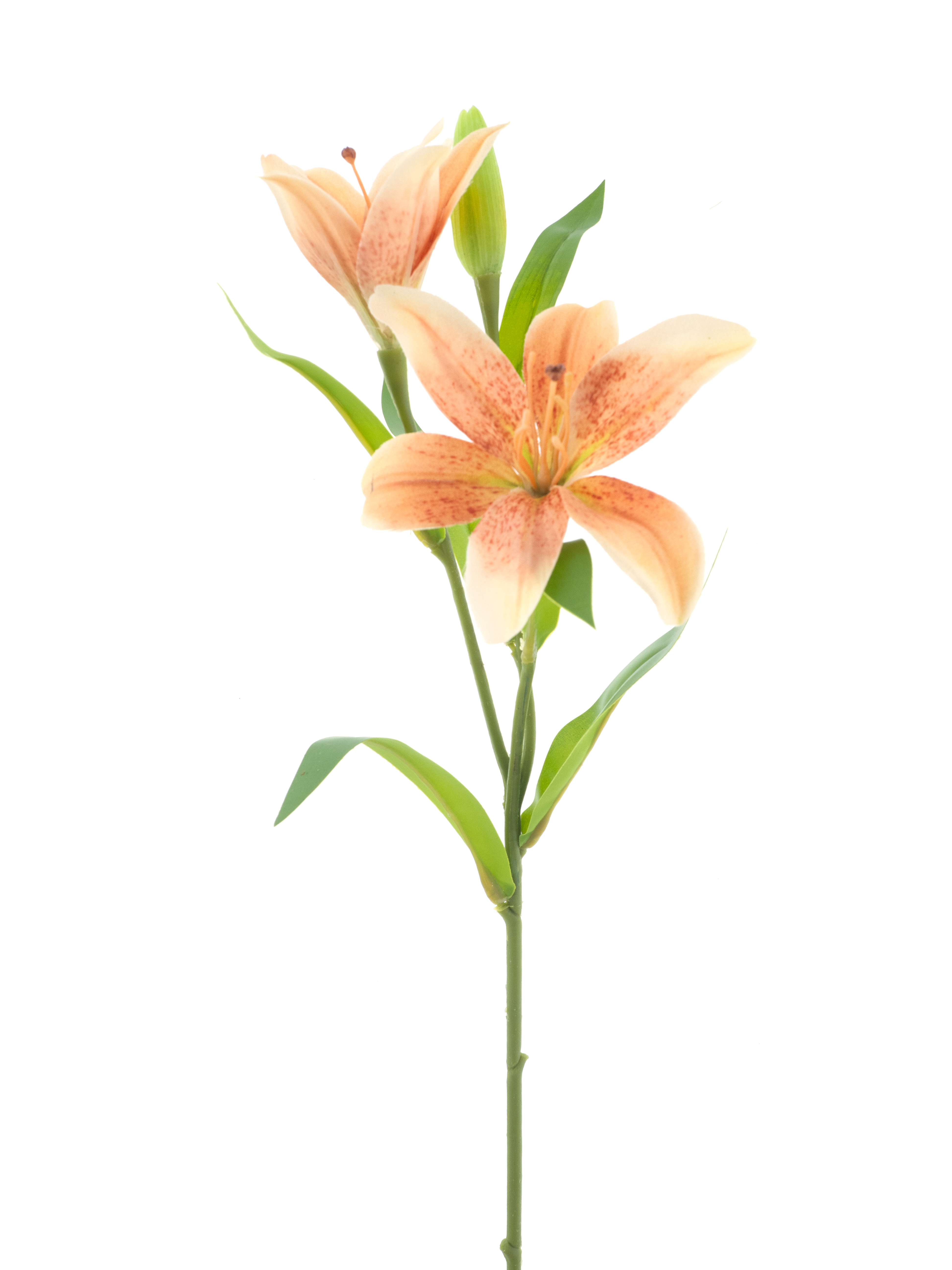 Lilium spray Jakarta peach 53cm