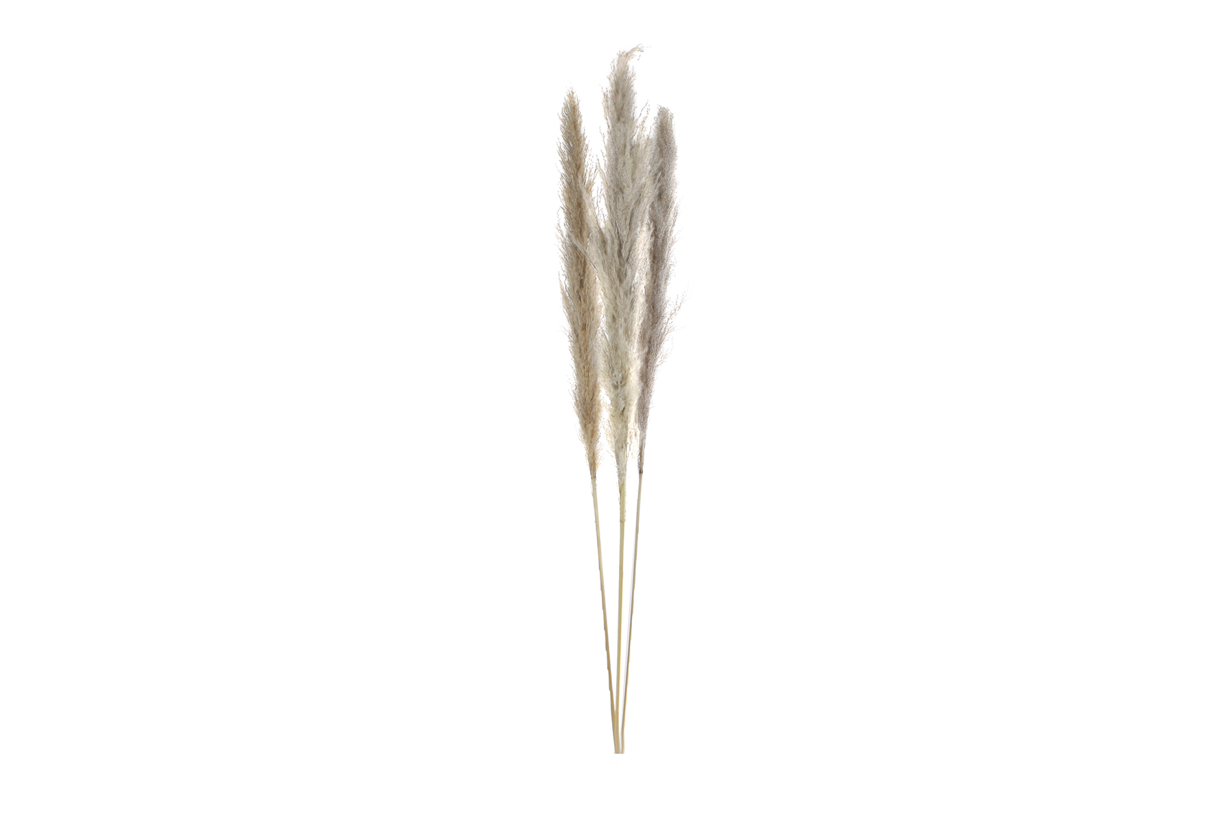 Pampas cv pc3 nat.mat115 cm