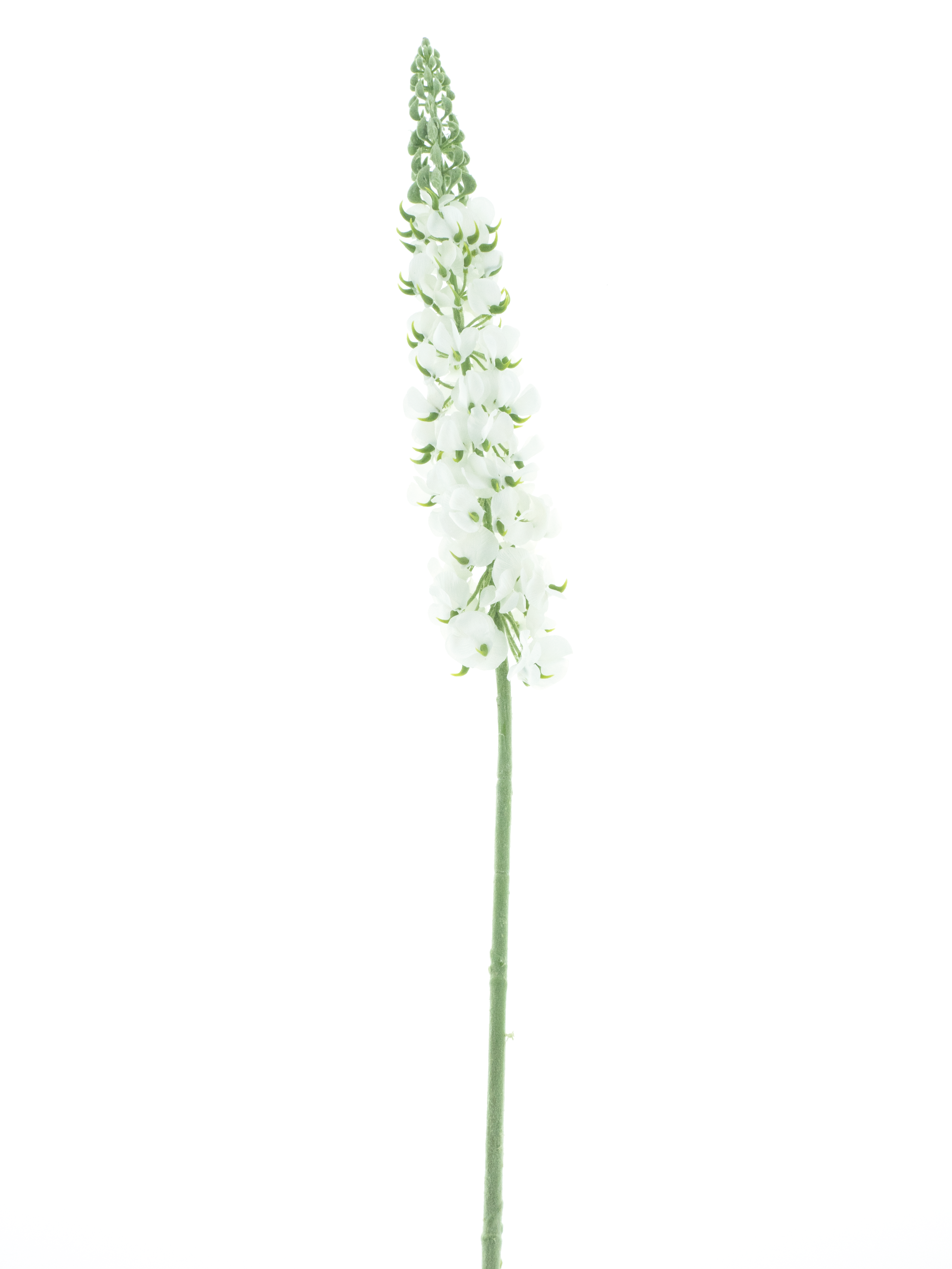 Antirrhinum spray Ambert cream 108cm