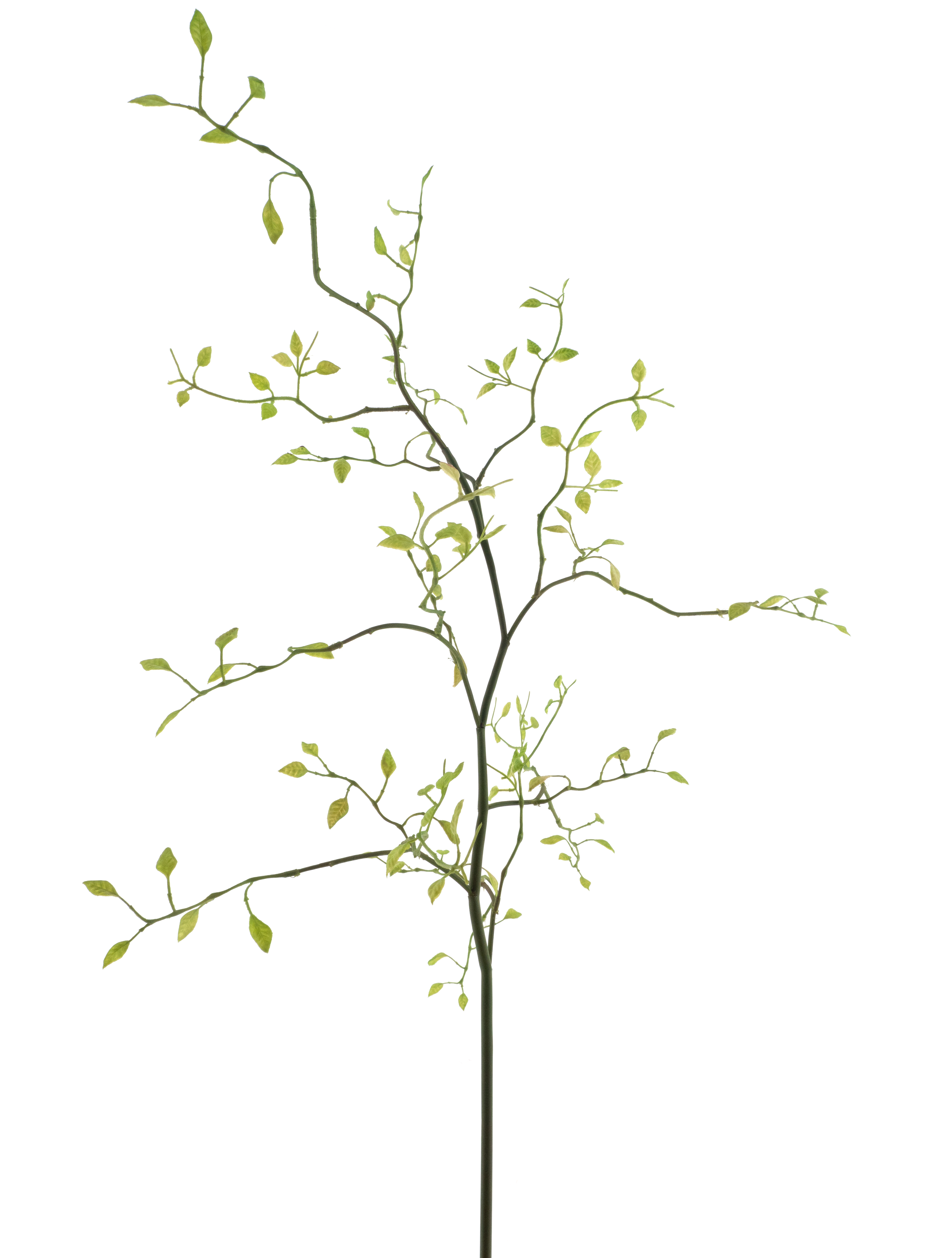 Lonicera leaf spray Fresh green 96cm
