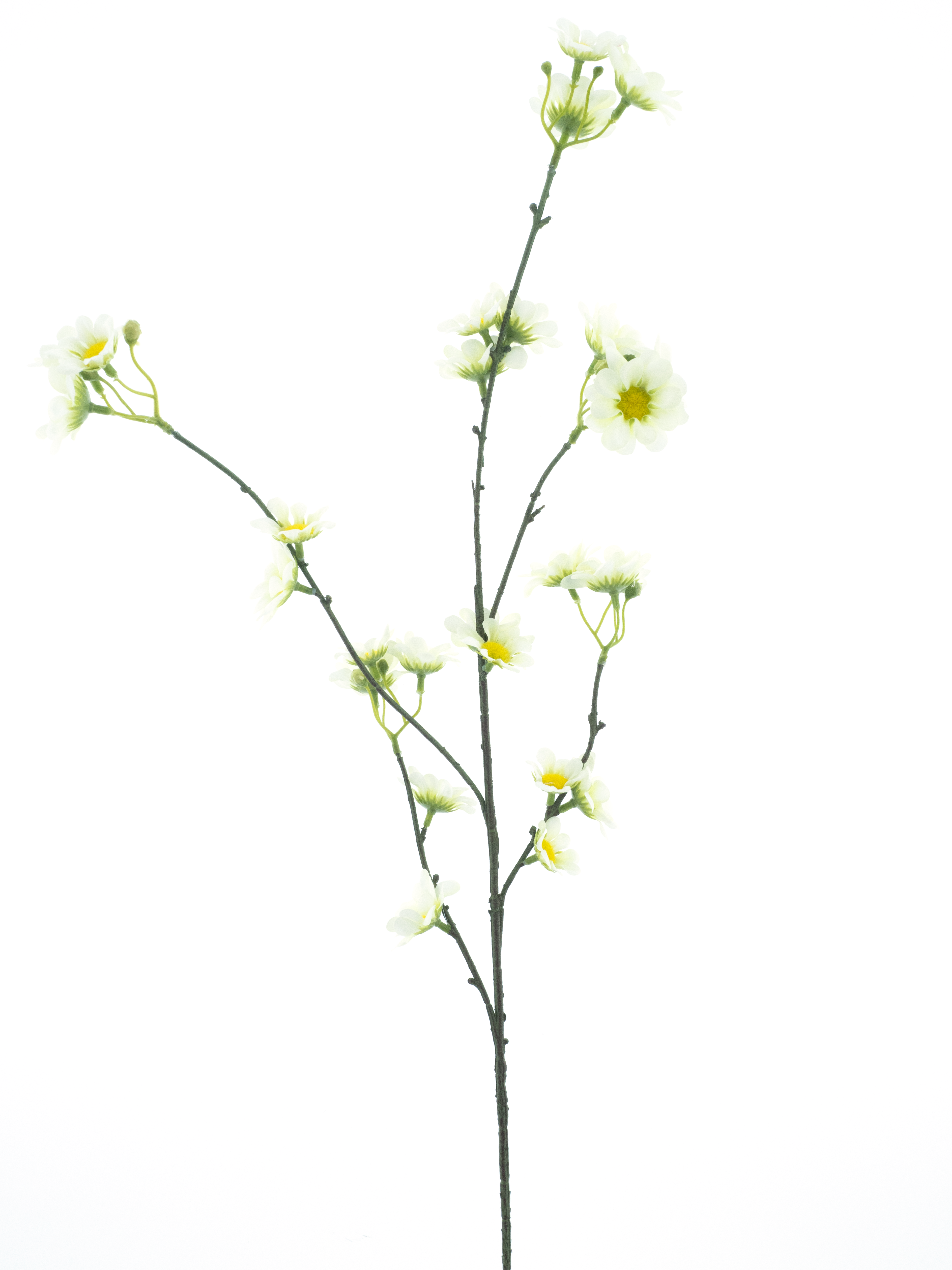Daisy spray Moriecream 83cm