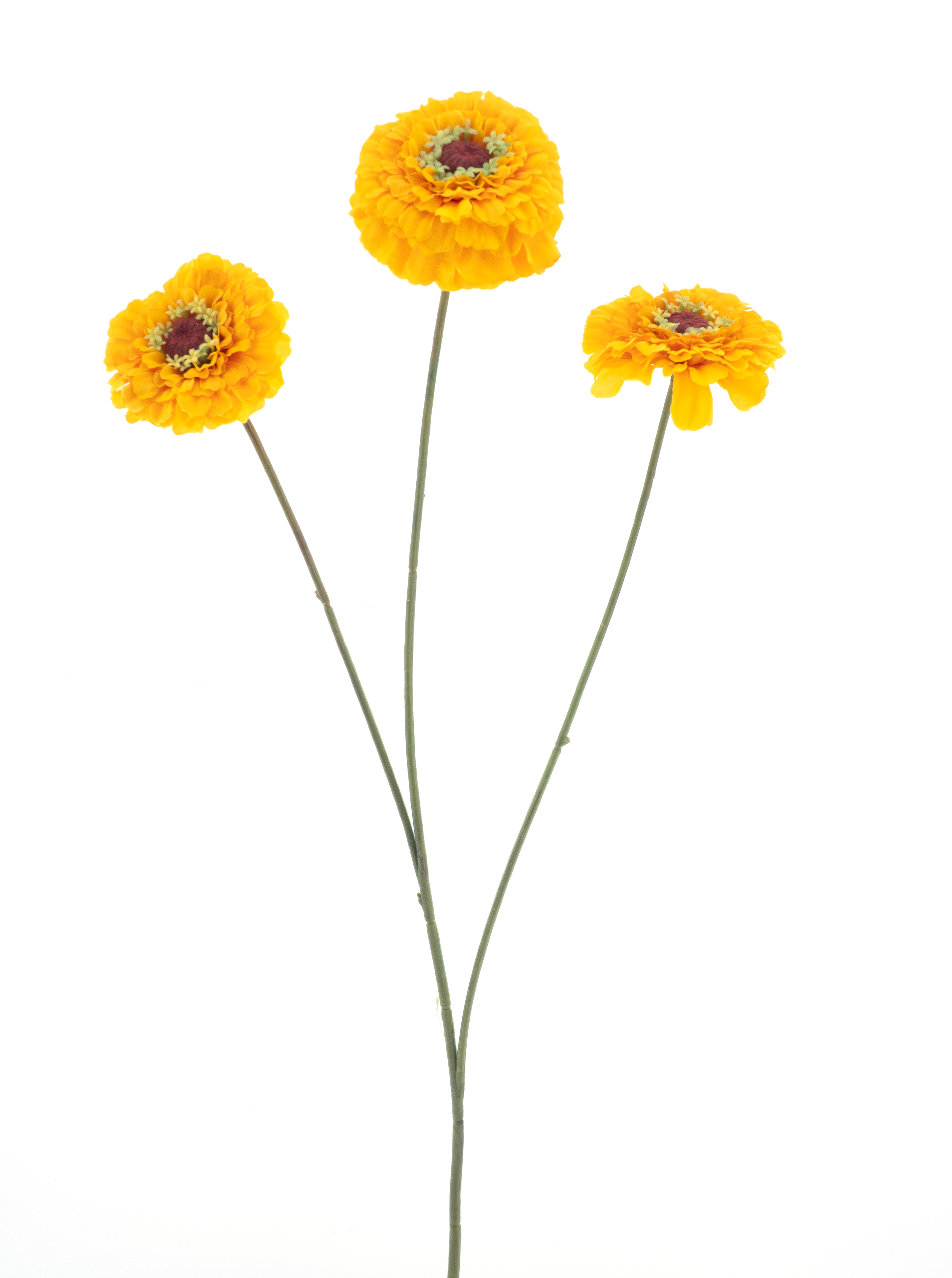 Zinnia elegansspray yellow 60cm
