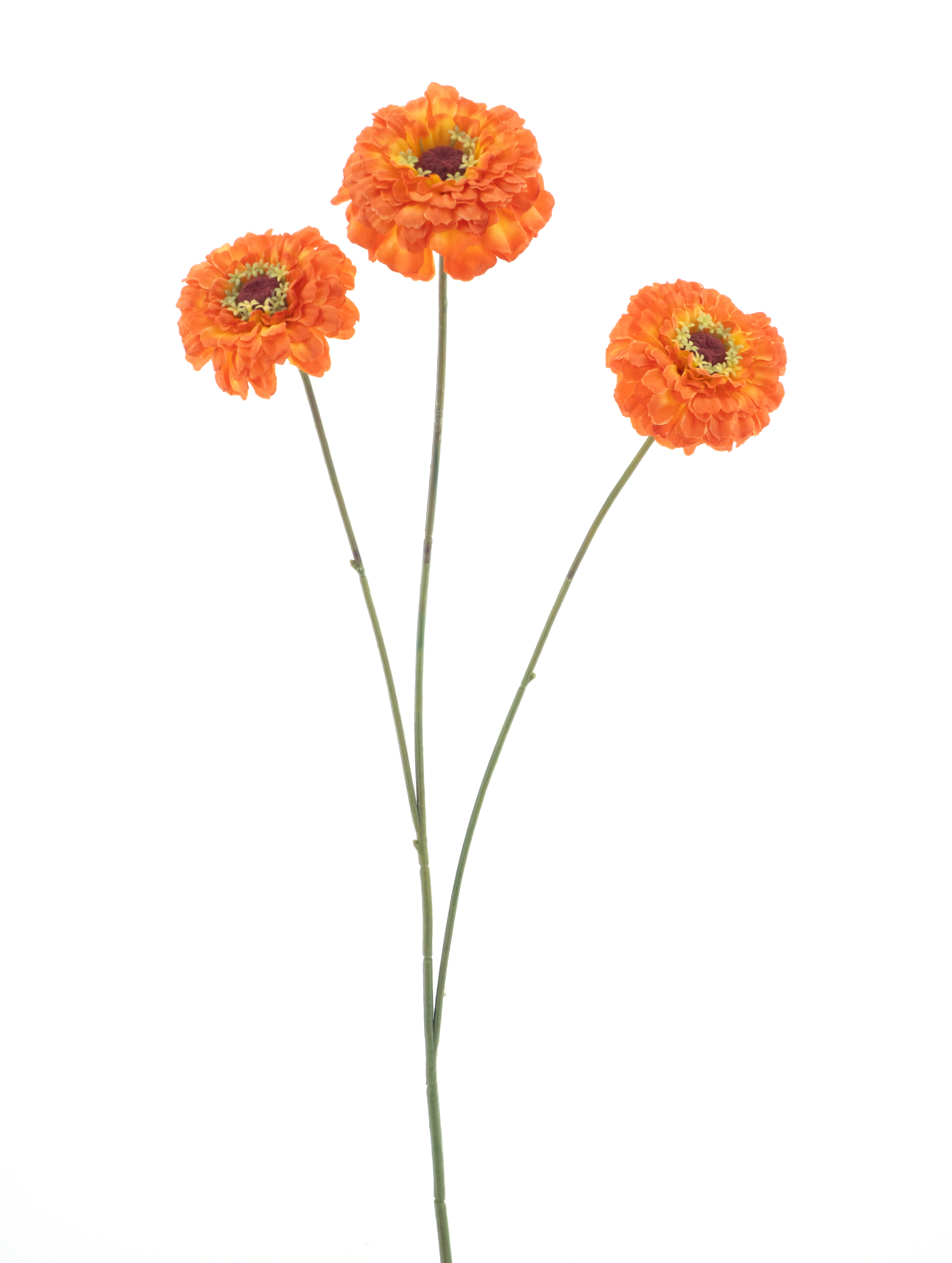 Zinnia elagansspray orange 60cm