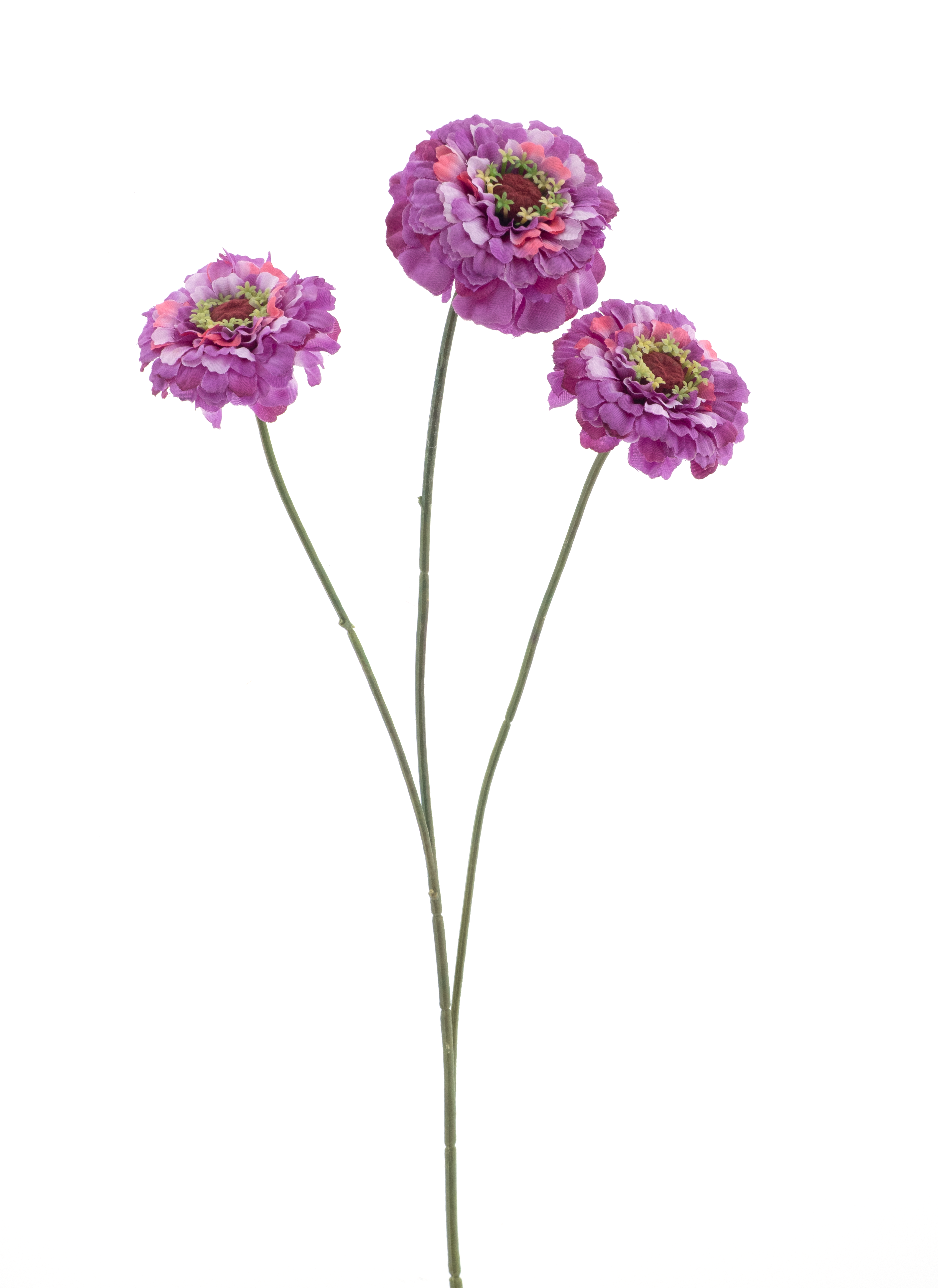 Zinnia elegansspray purple 60cm
