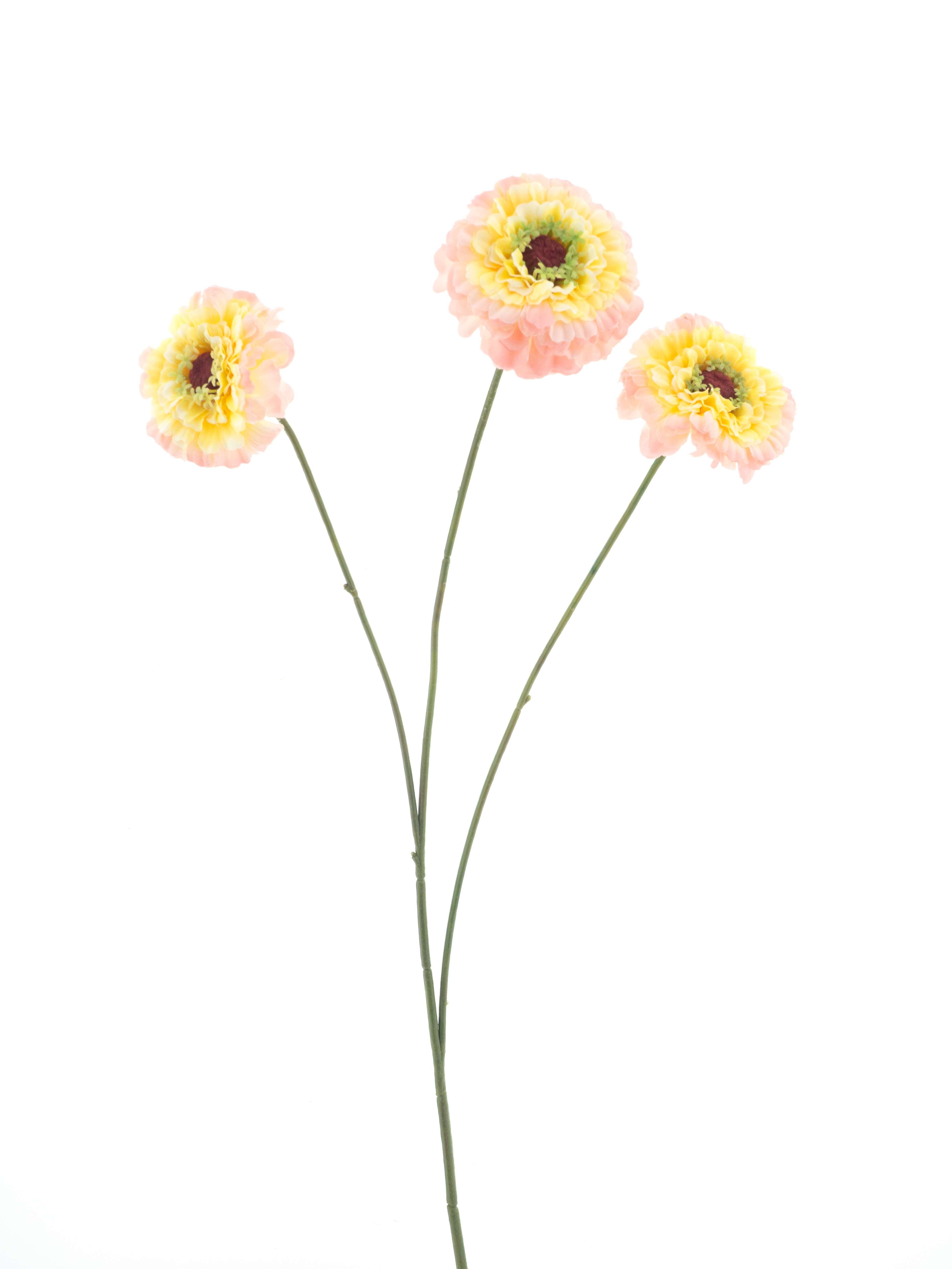 Zinnia elegansspray pink 60cm