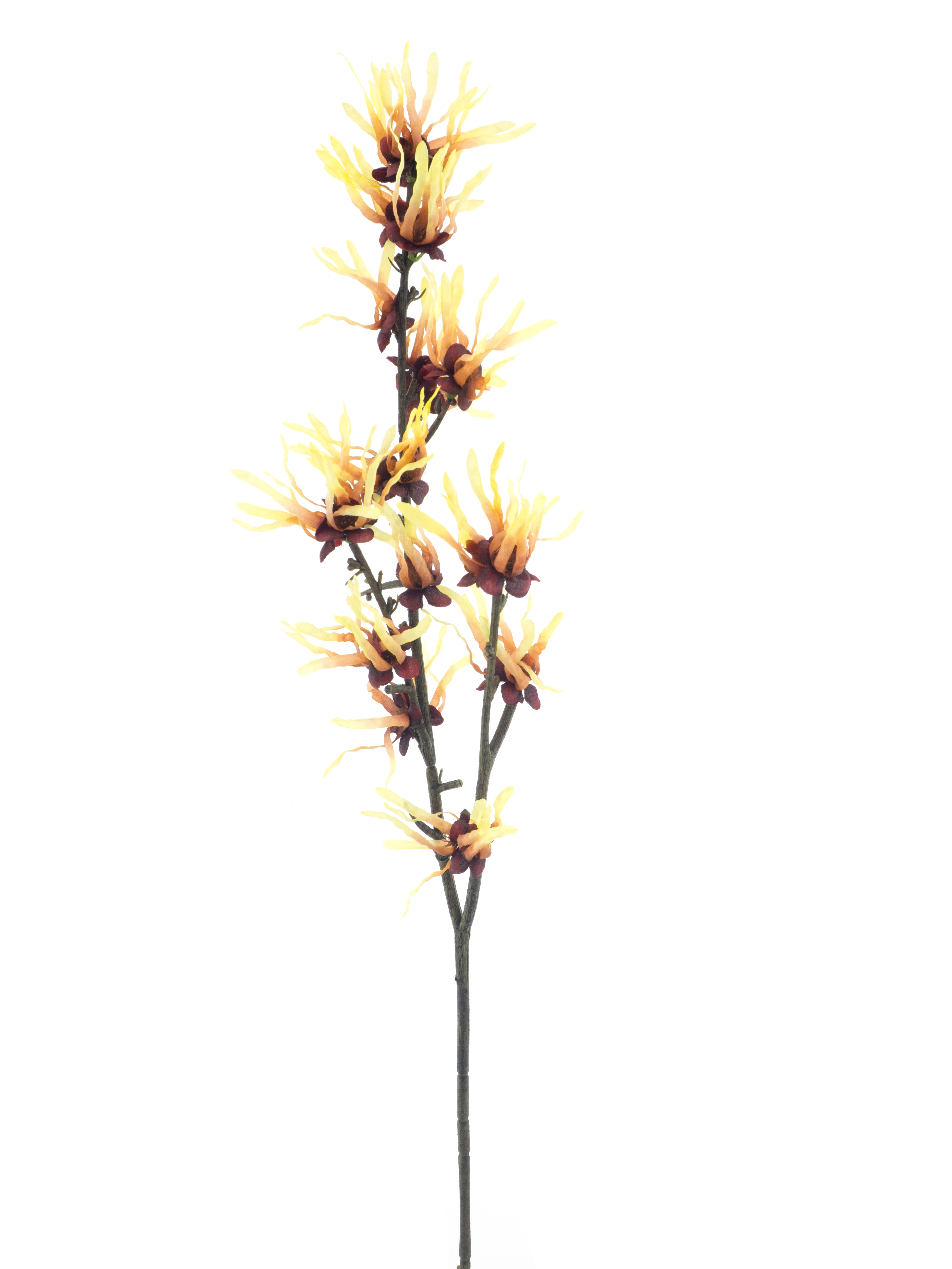Hamamelis spray yellow 76cm