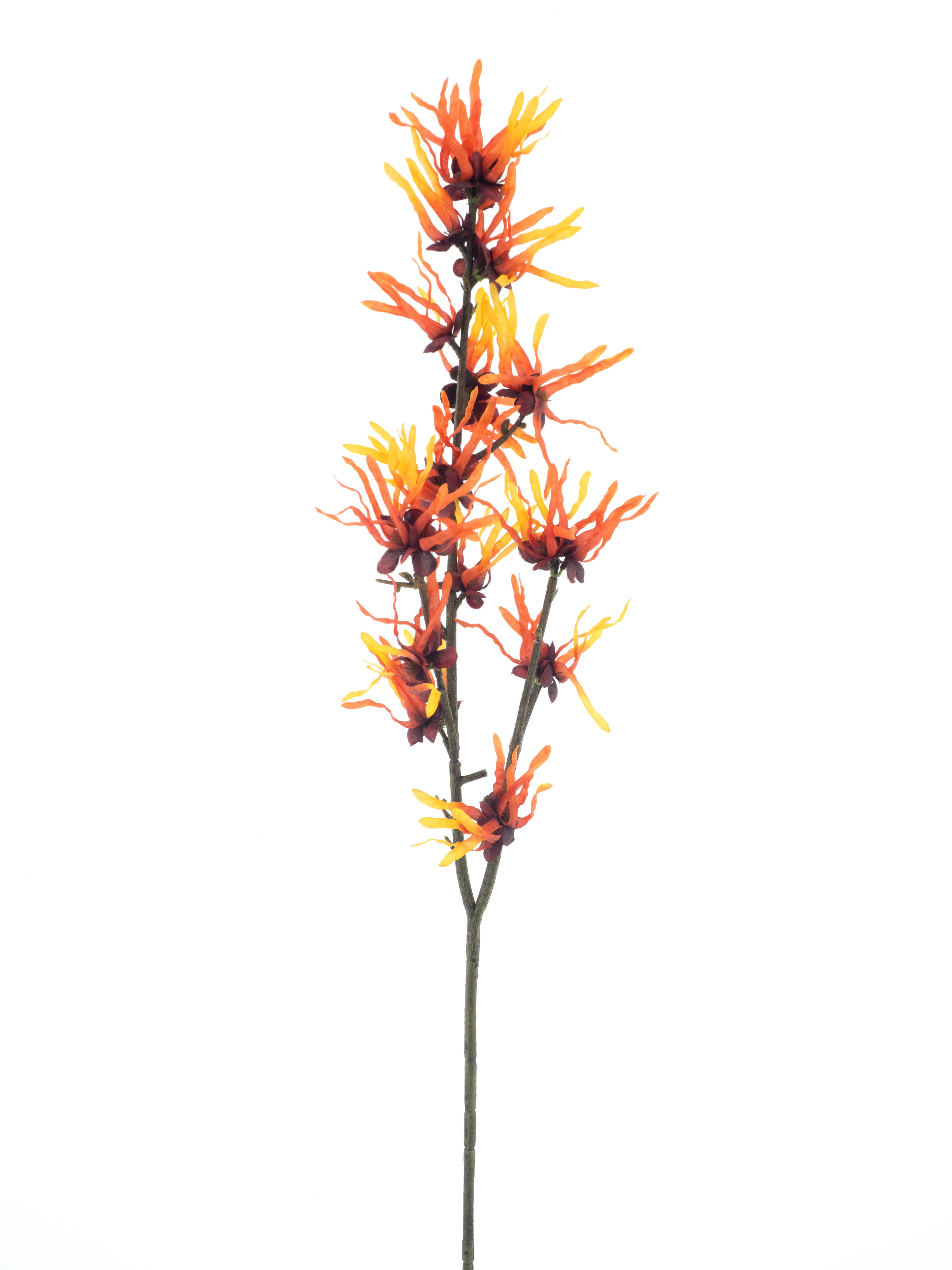 Hamamelis spray orange 76cm
