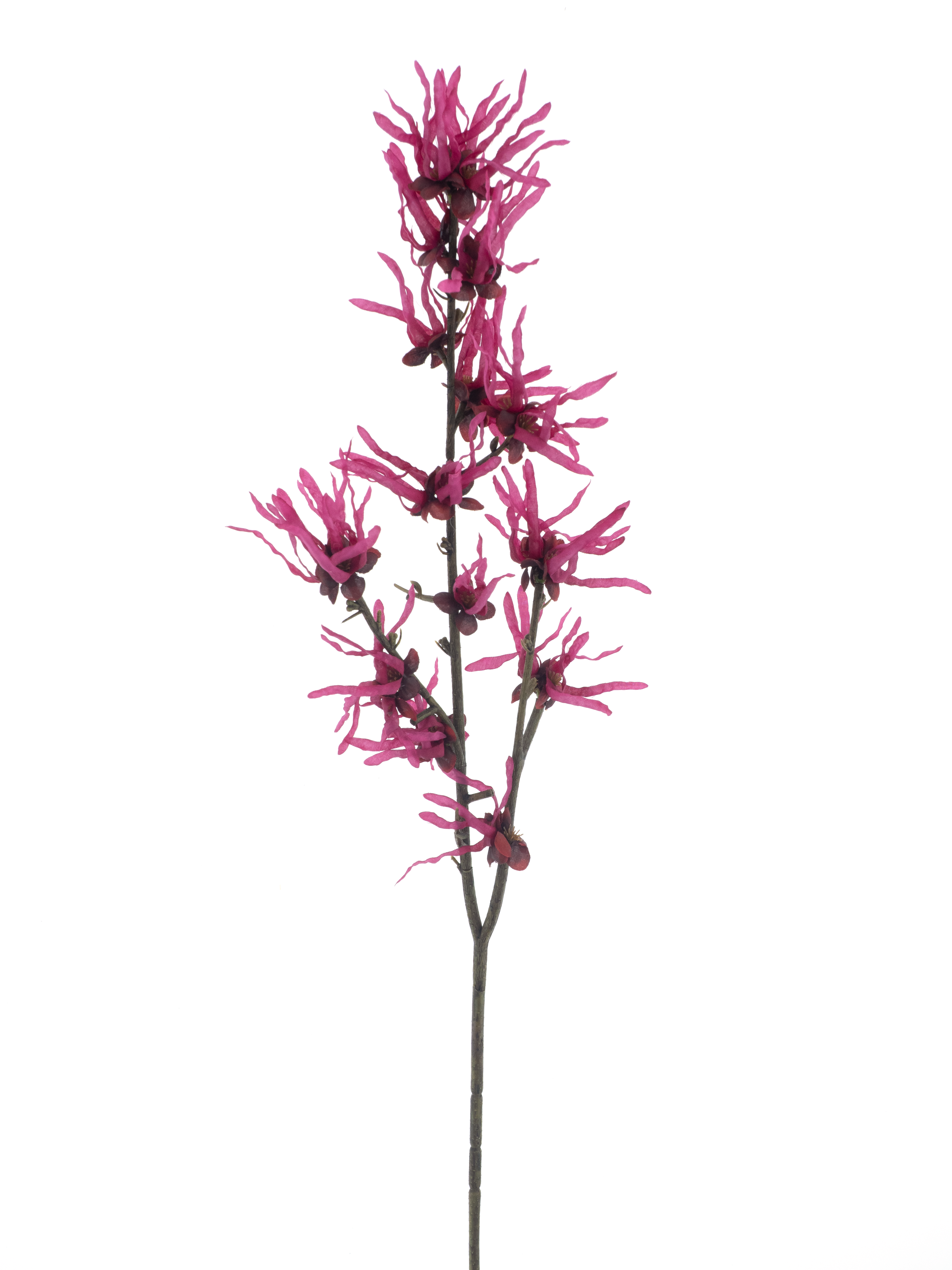 Hamamelis spray beauty 76cm