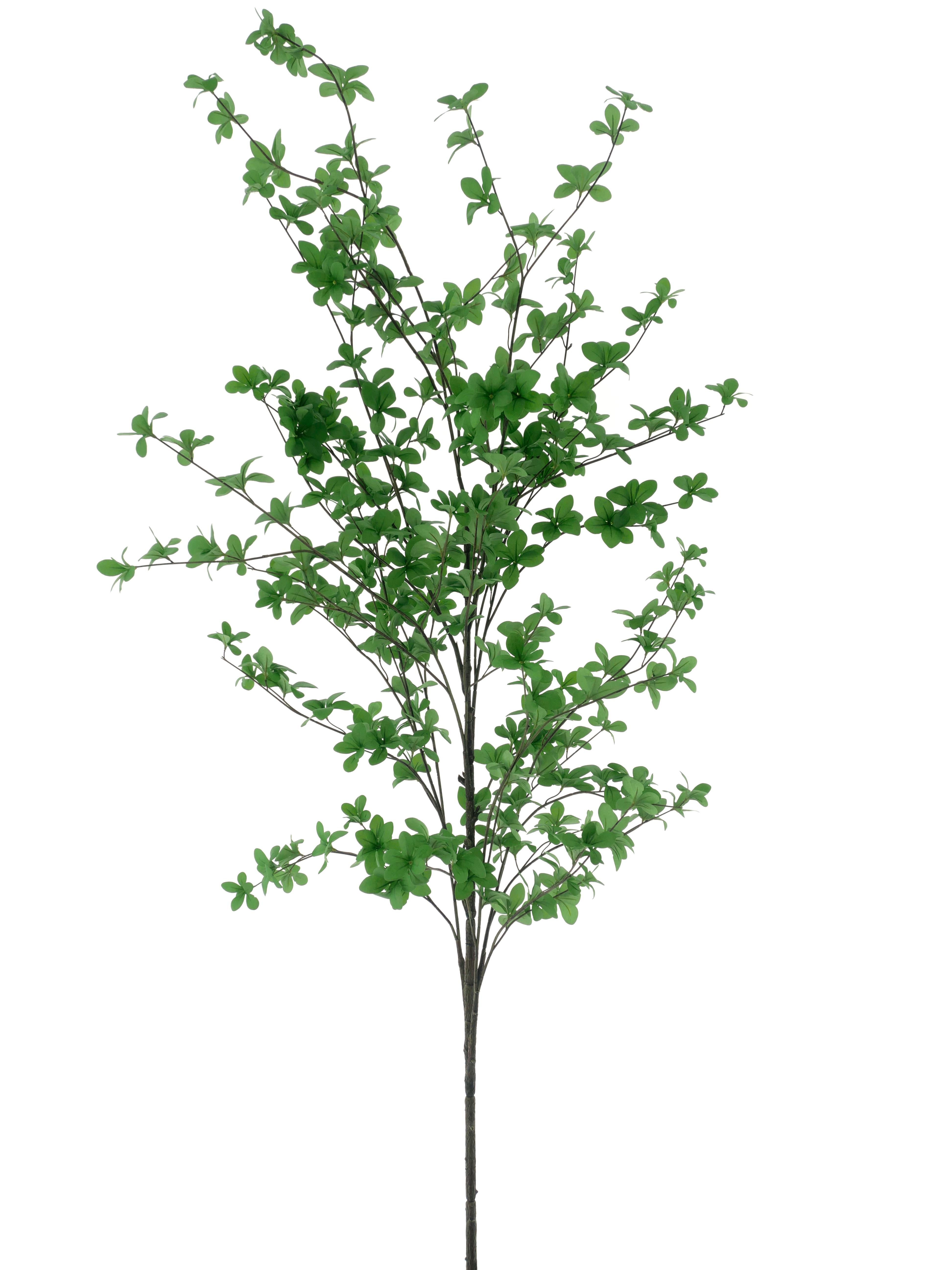 Bucida branche green 202cm