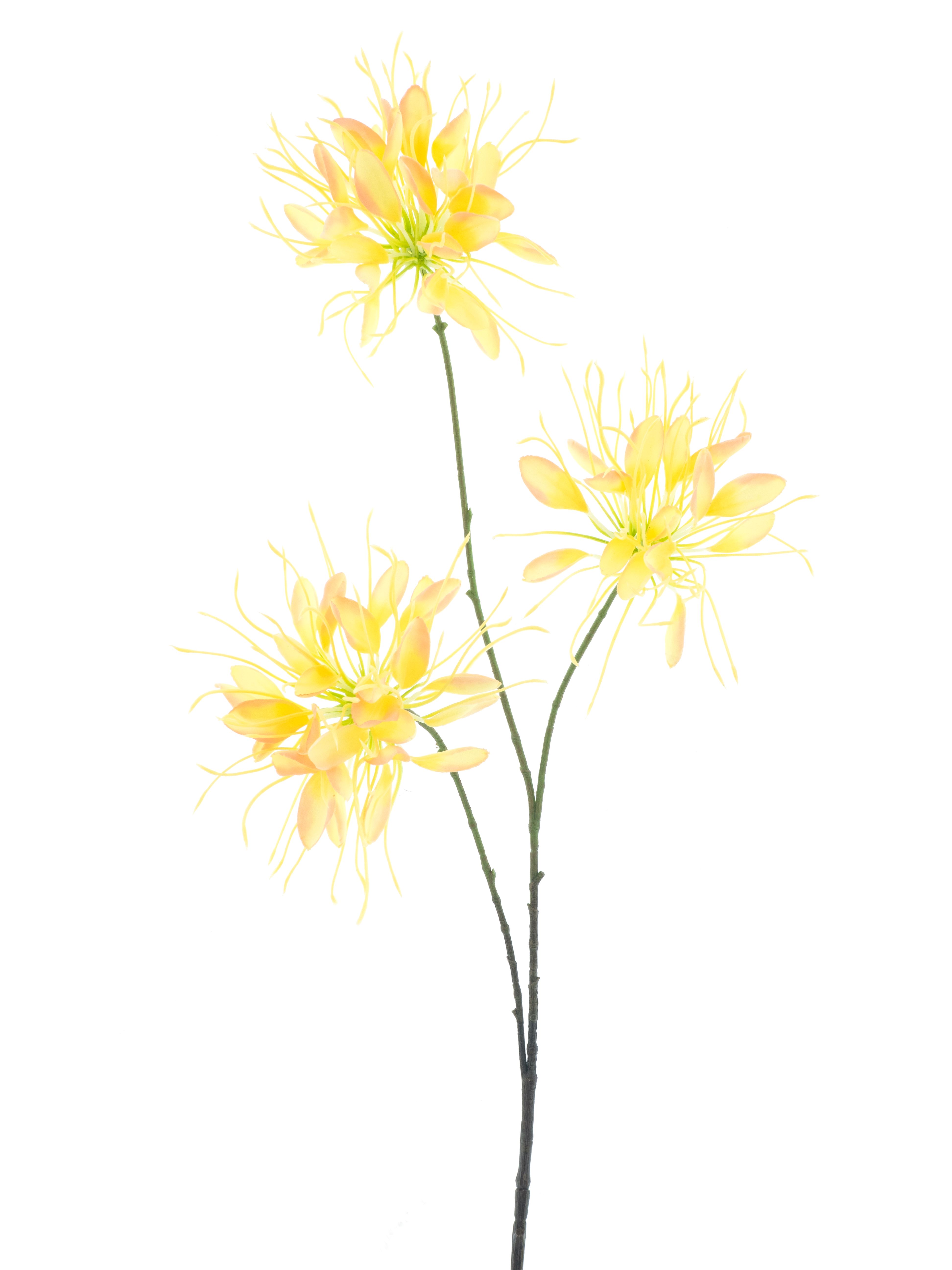 Spider flower spray yellow 94cm