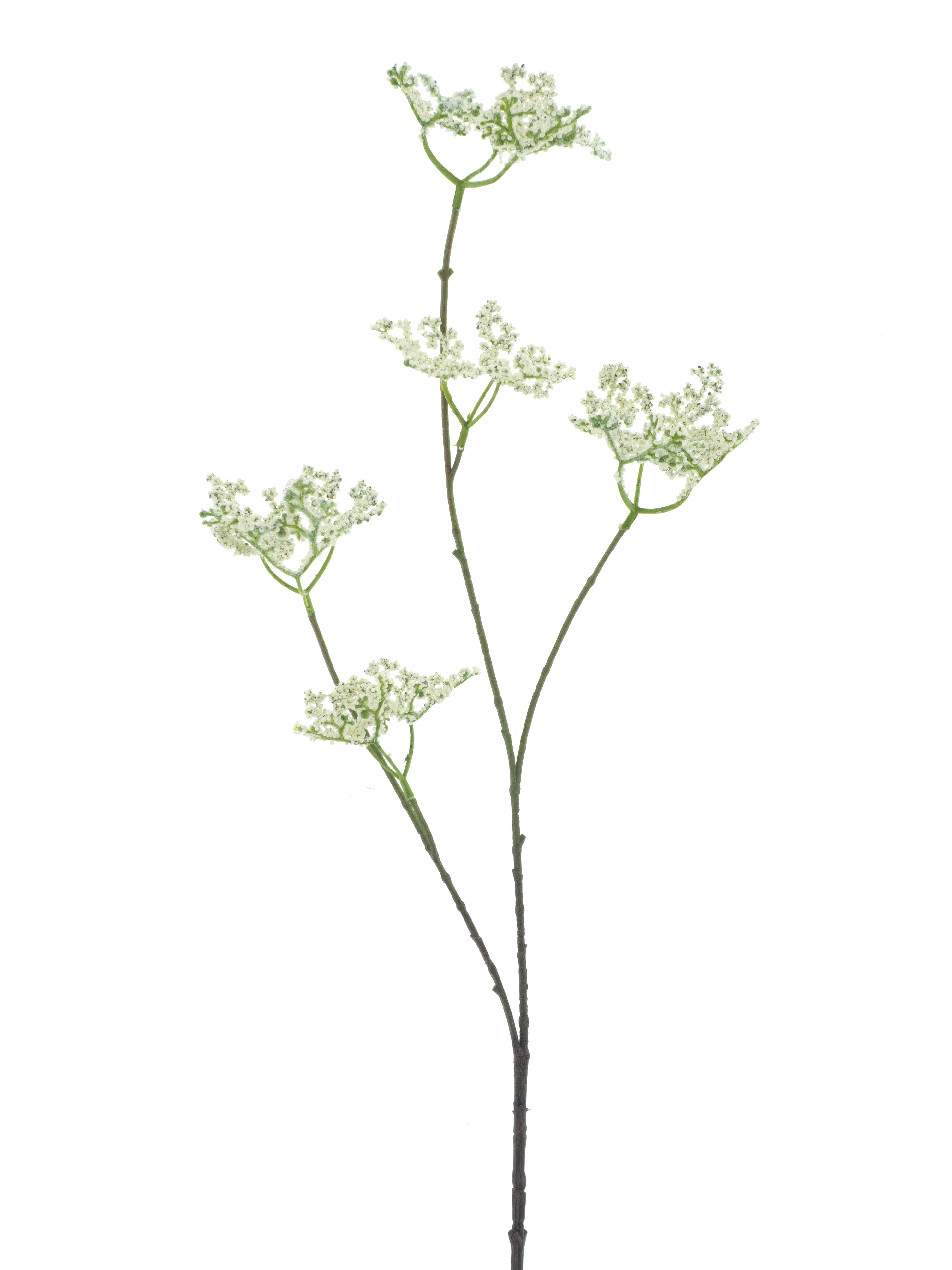 Five clawed dragonspray cream 93cm