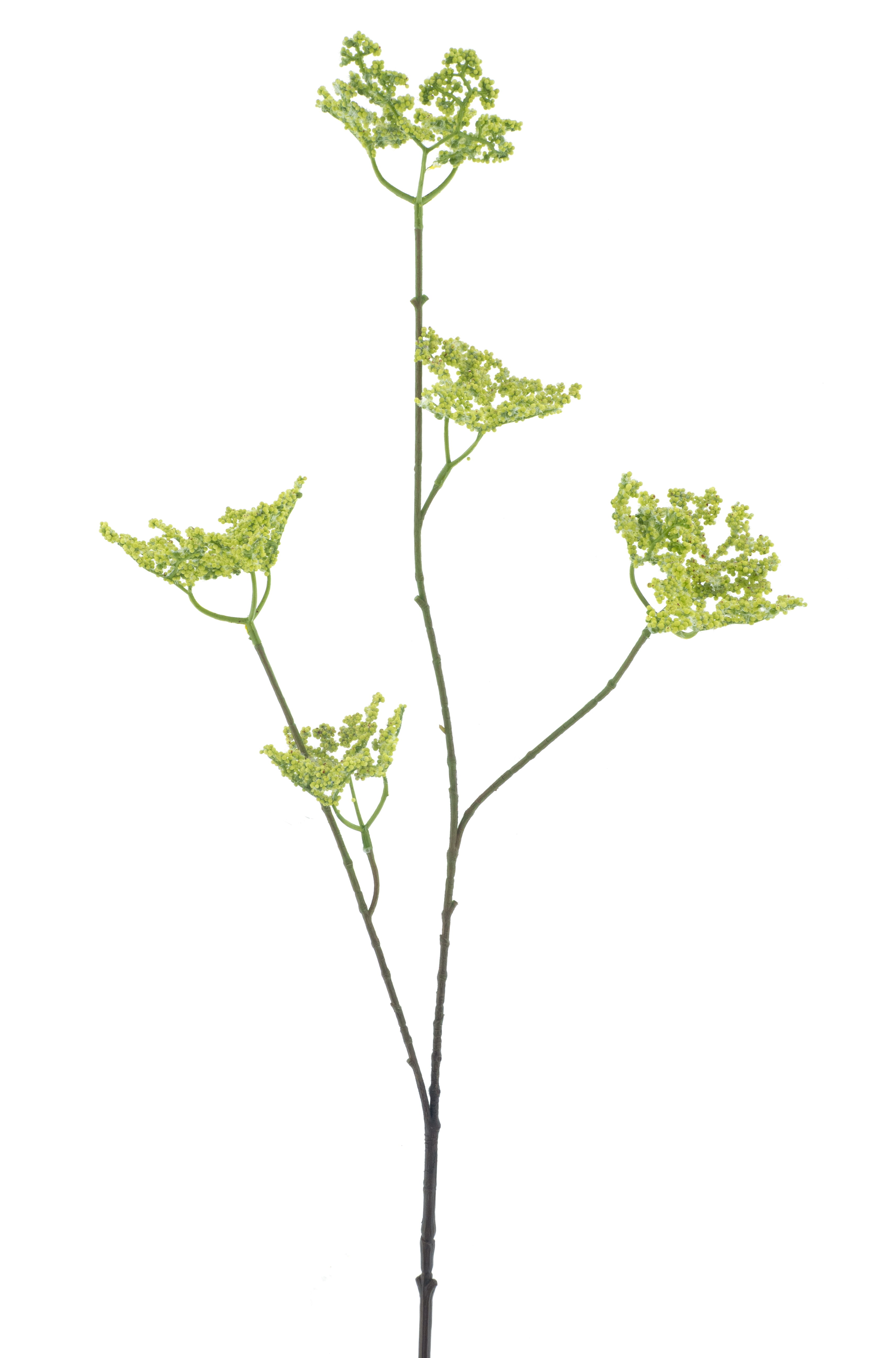 Five clawed dragonspray green 93cm