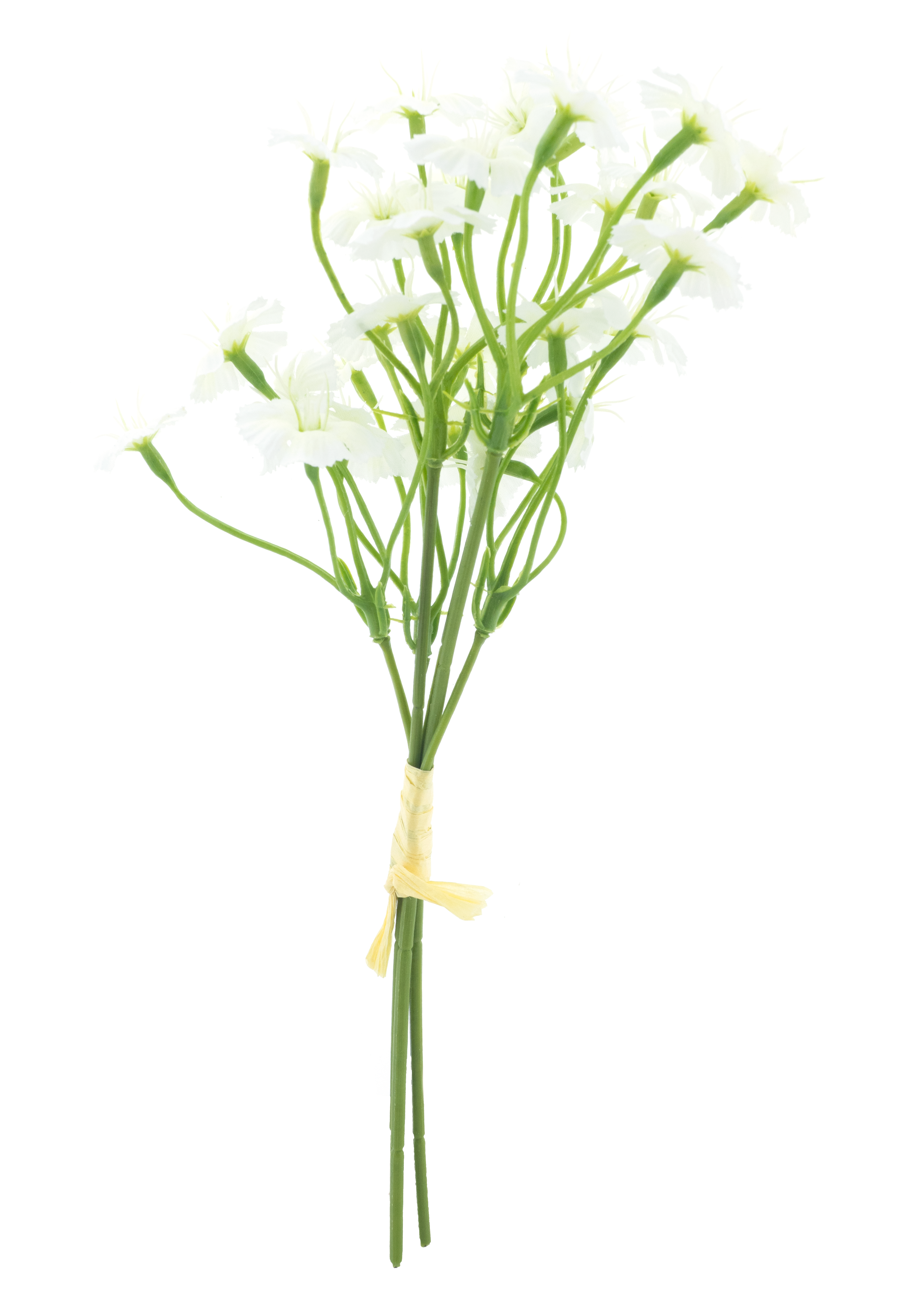 Dianthus bundle cream 27cm