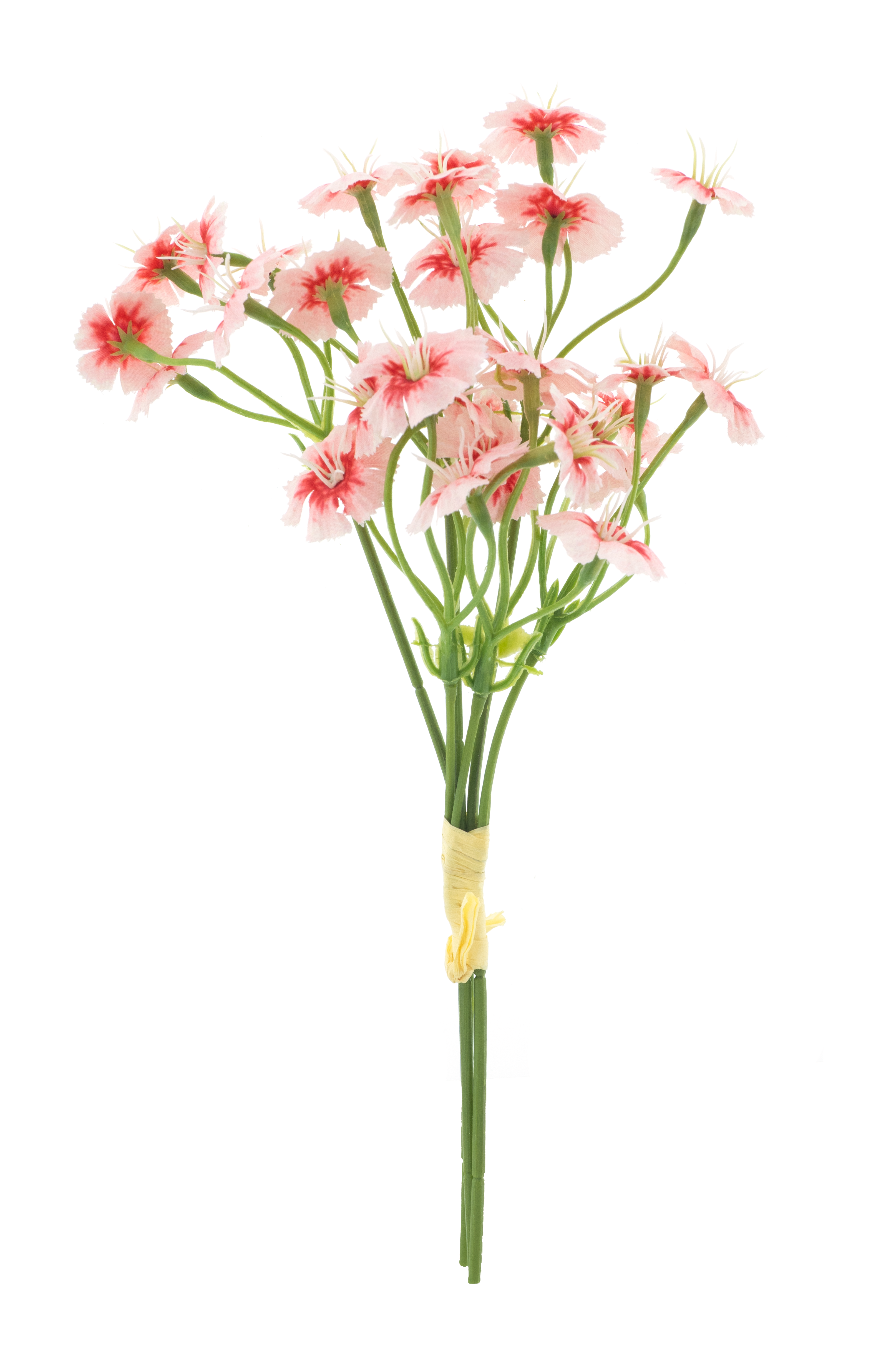 Dianthus bundle pink 27cm