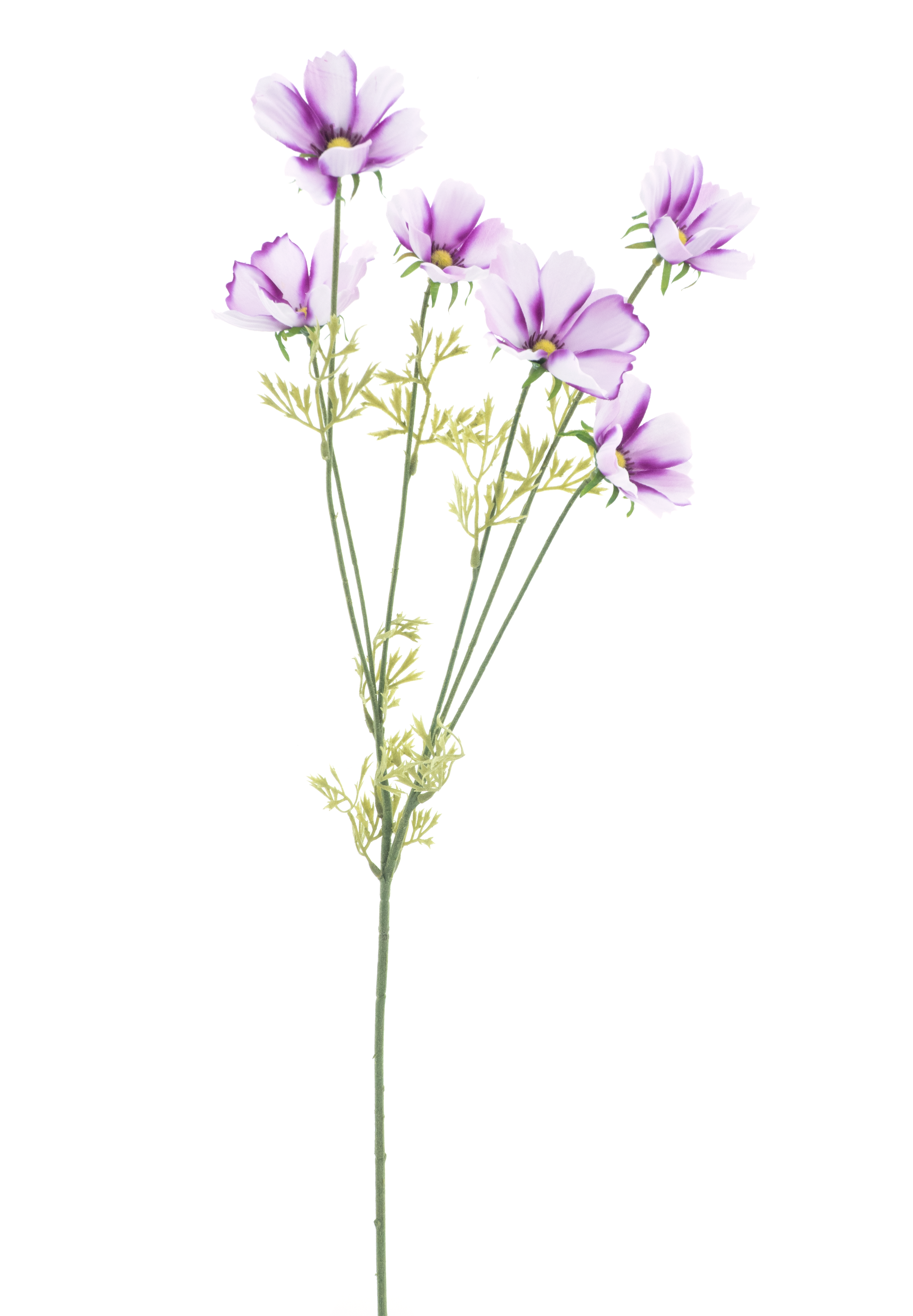 Cosmos spray Aerosol mauve 79cm