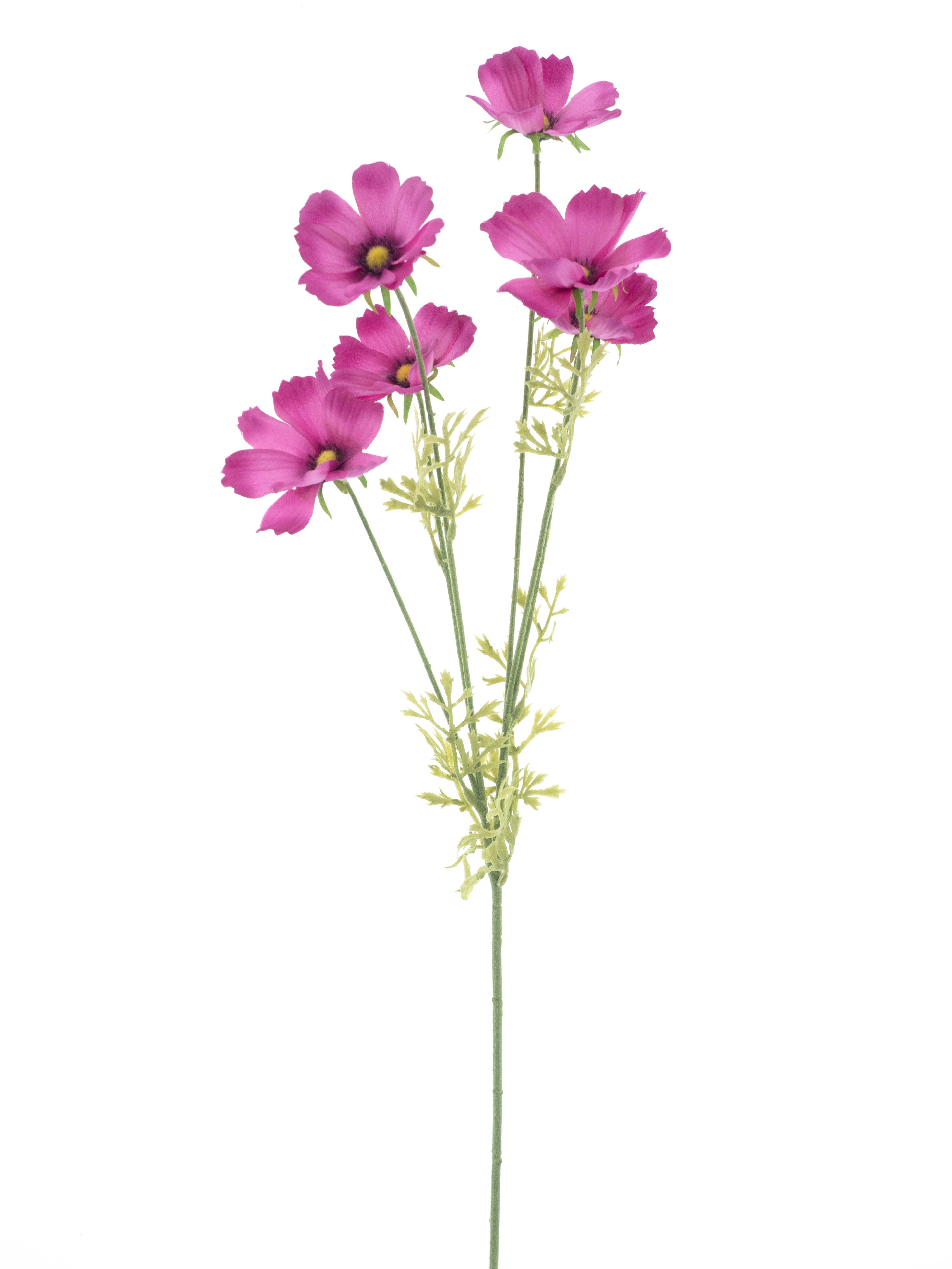 Cosmos spray Aerosol old pink 79cm