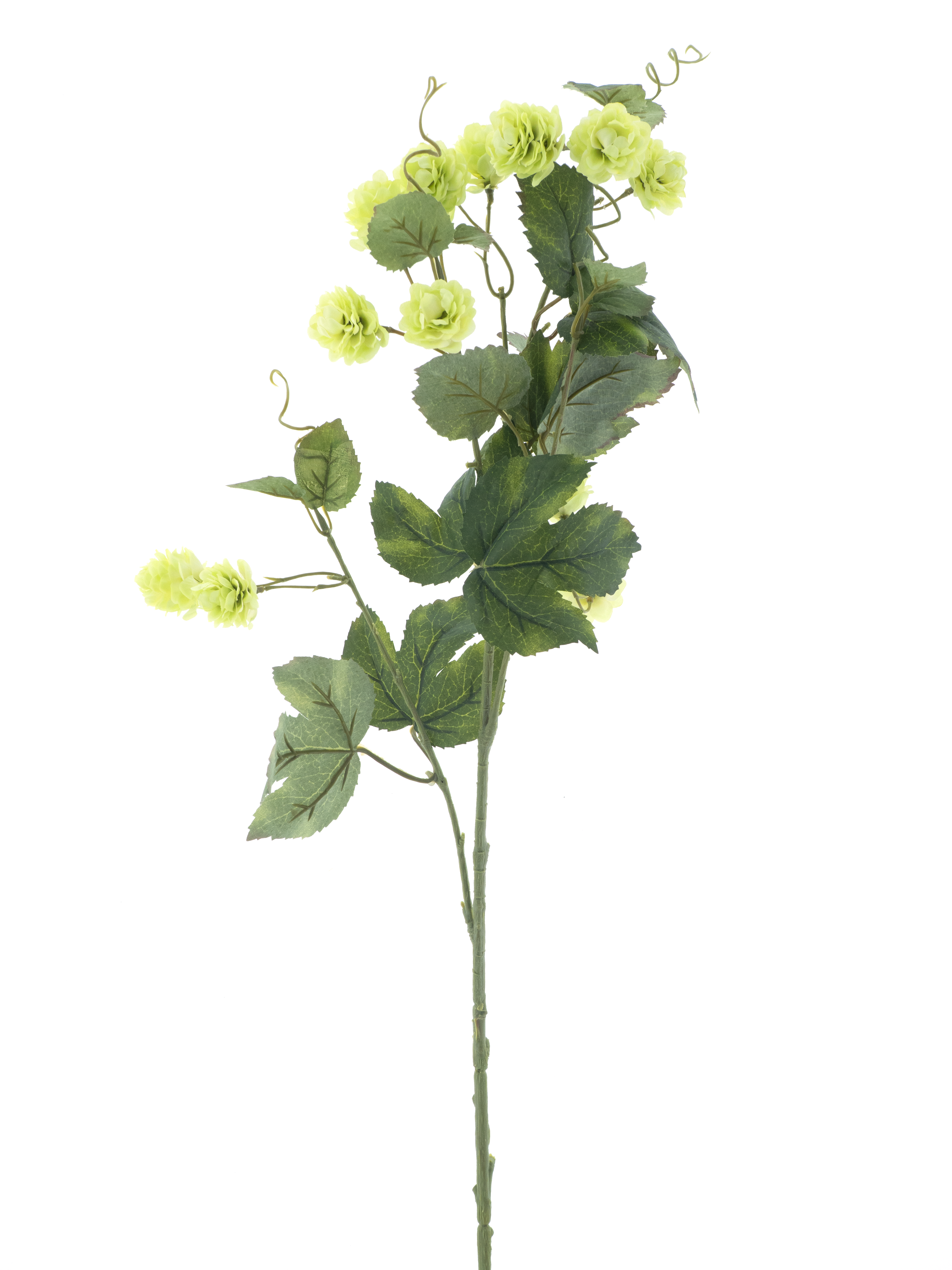 Hop flower spray Leffe green 81cm