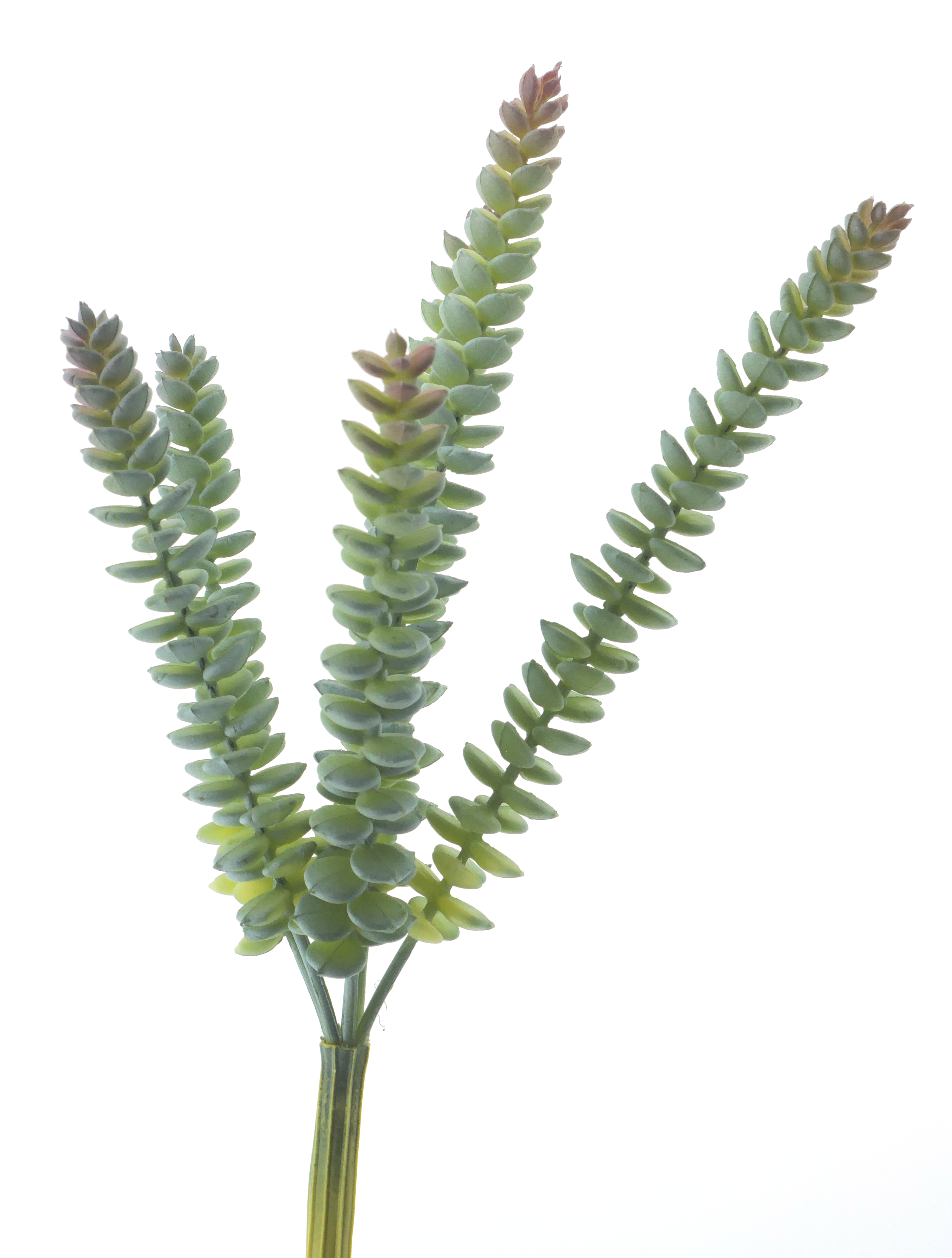 Crassula Hottentot 28cm green