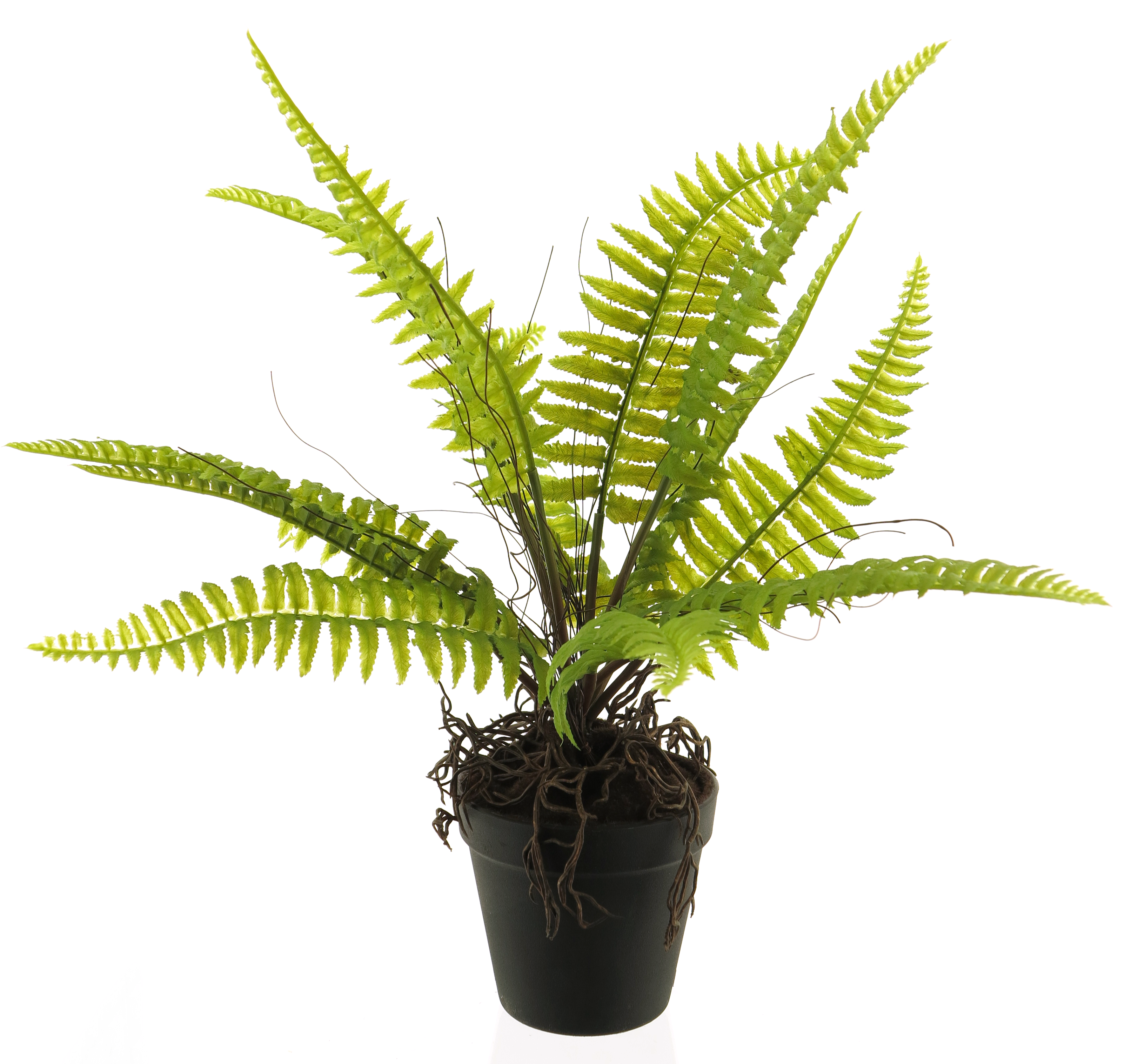 Boston fern in pot green 40cm