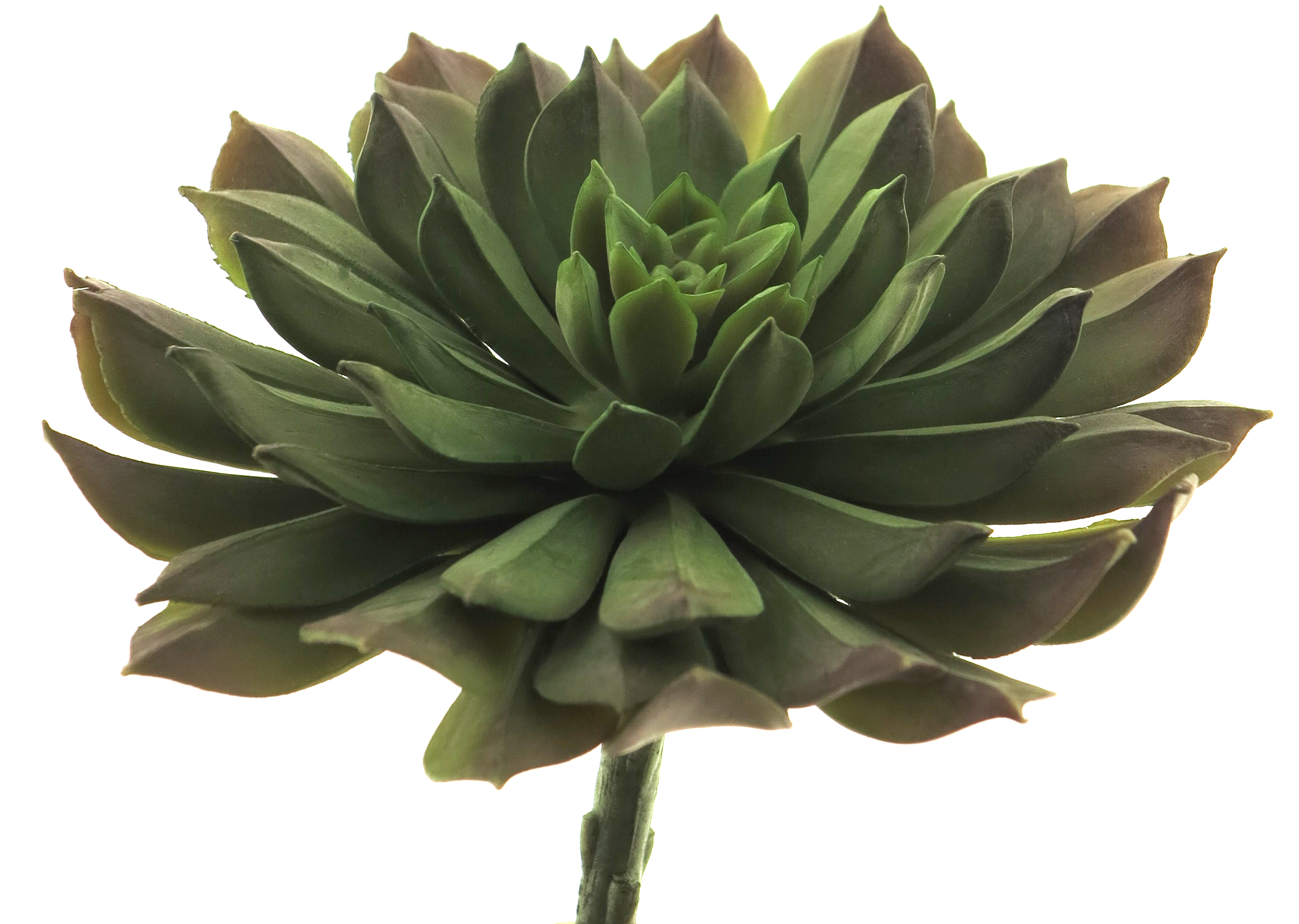 Aeonium pick green15cm
