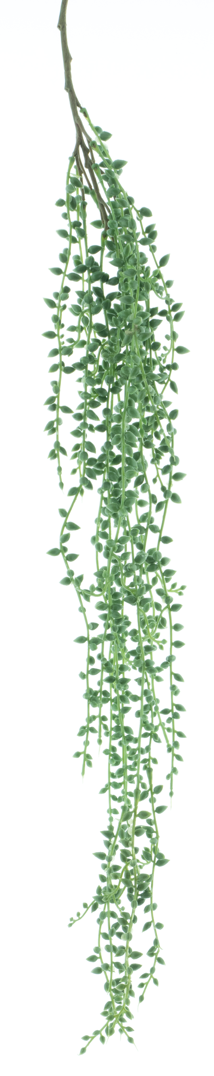 Hanging senecio spray green 86cm