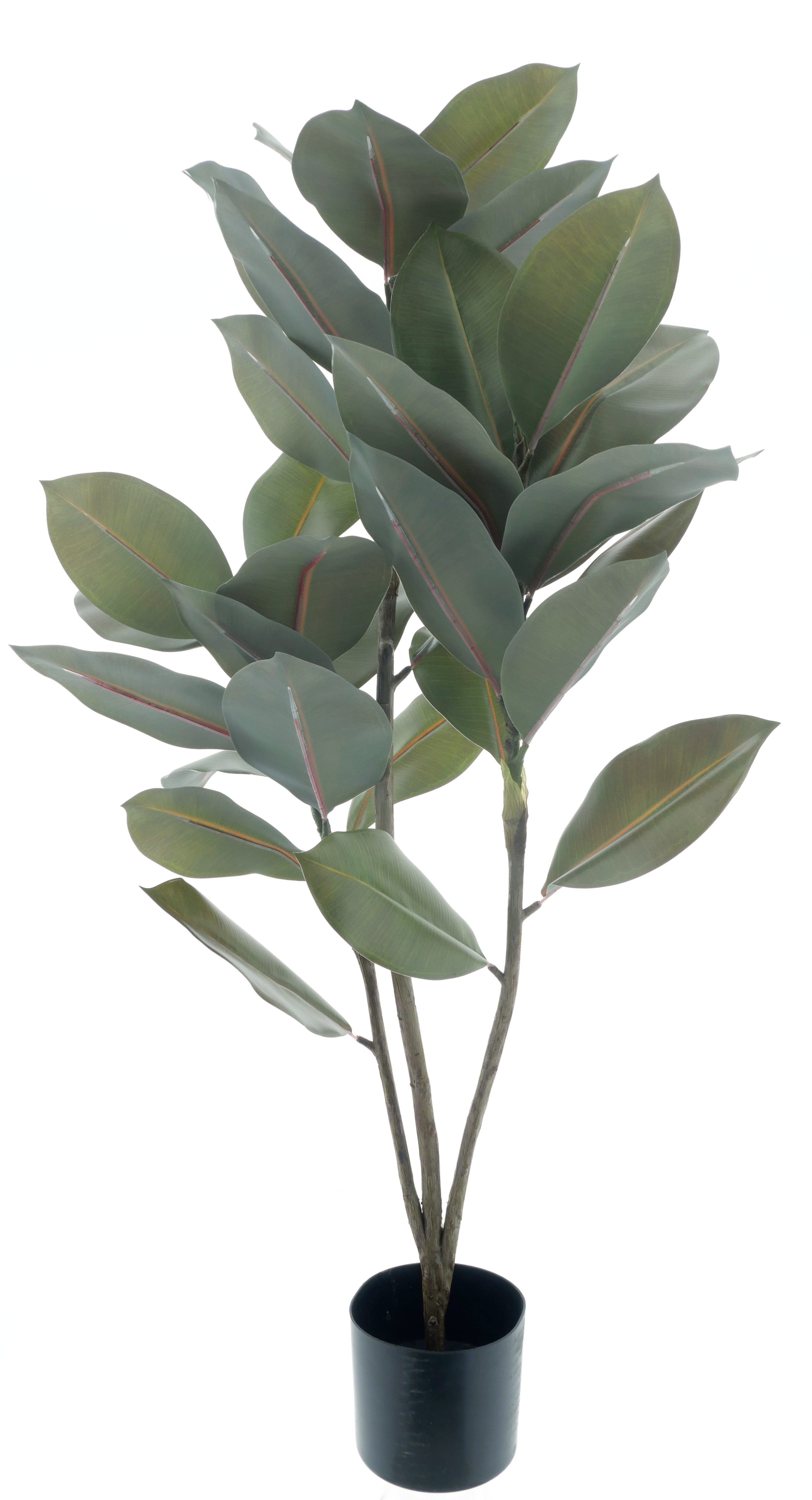 Ficus elastica plantin pot green 105cm