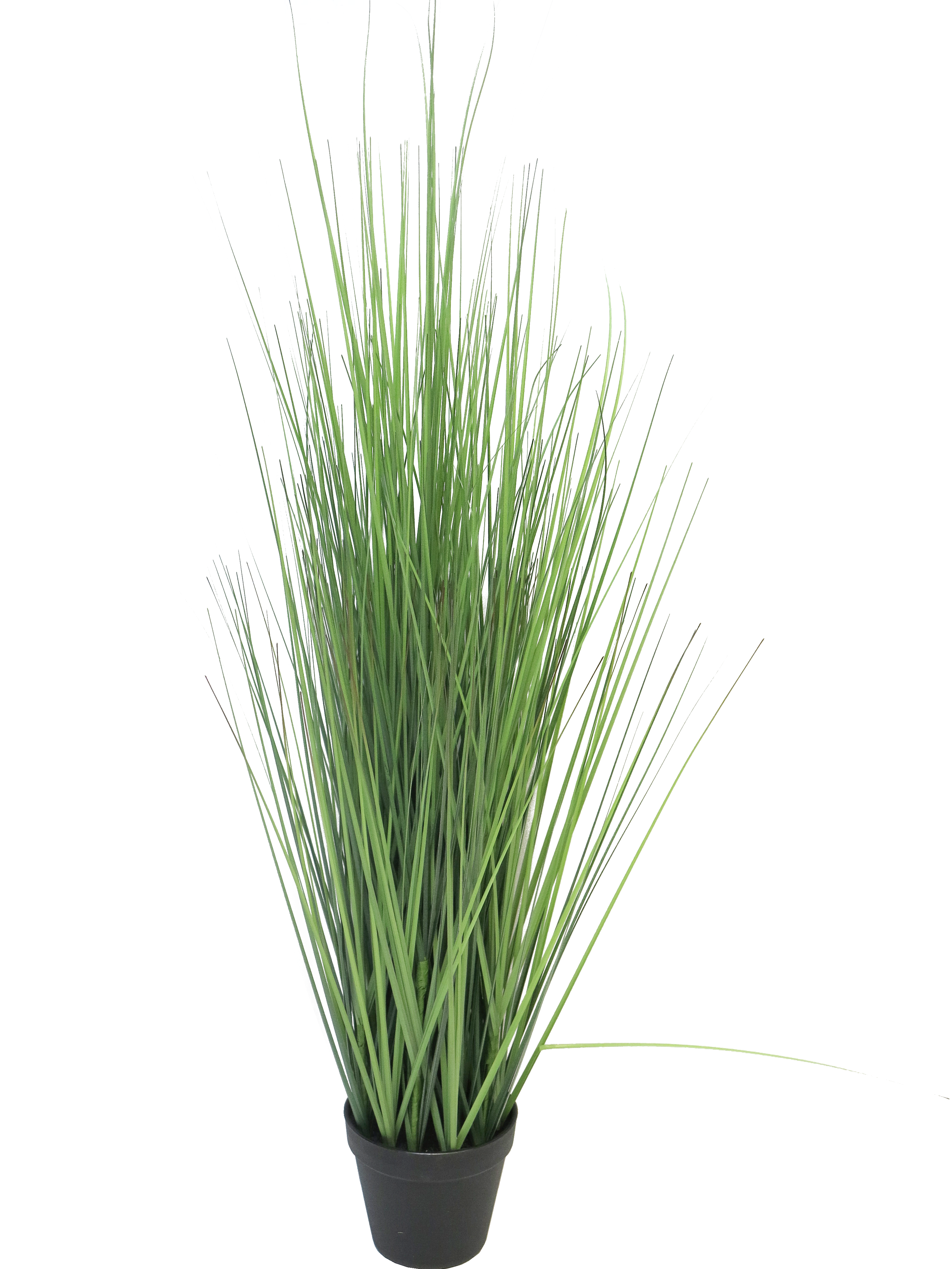 King festuca green in pot 86cm