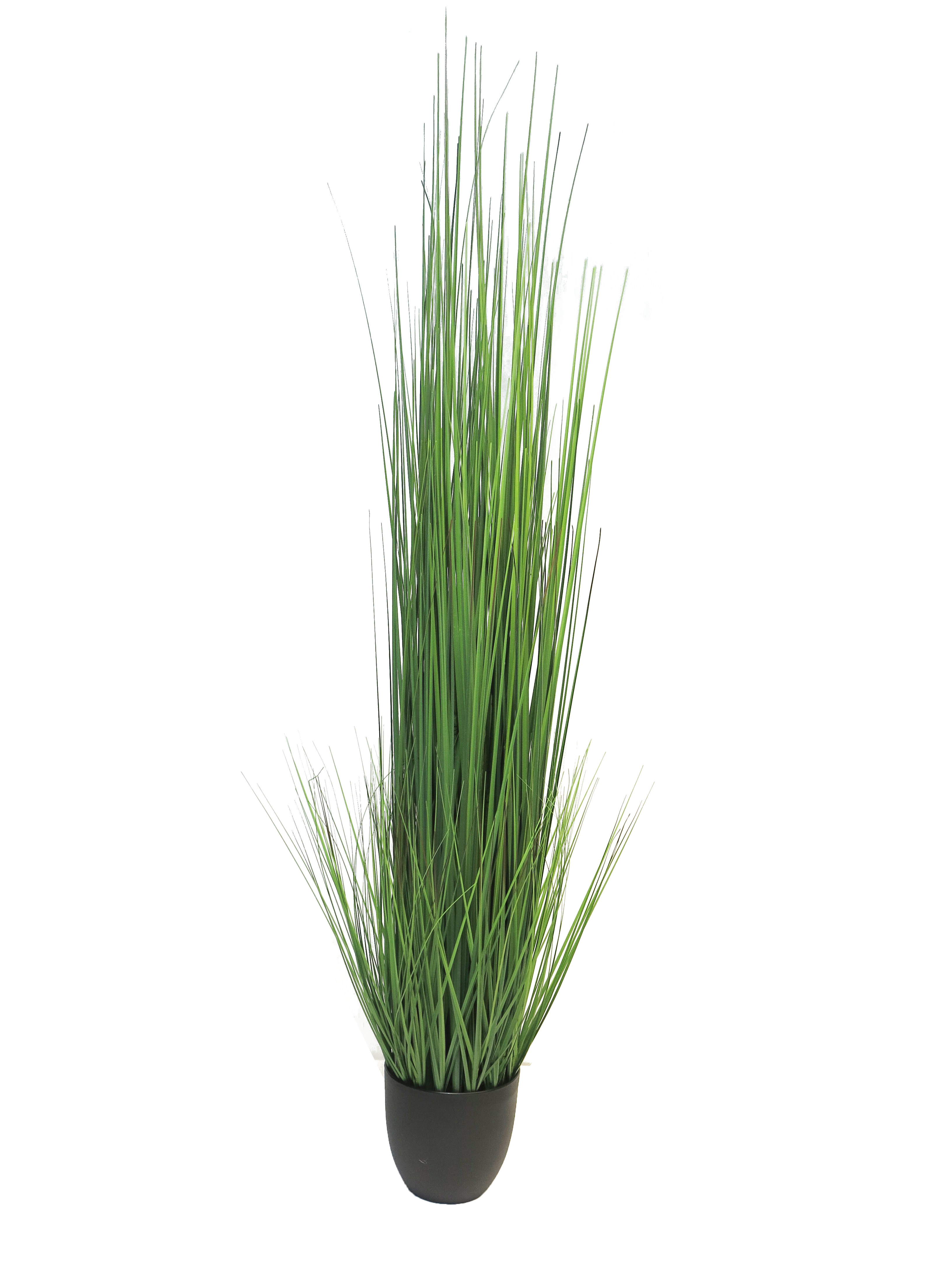 King festuca green in pot 150cm