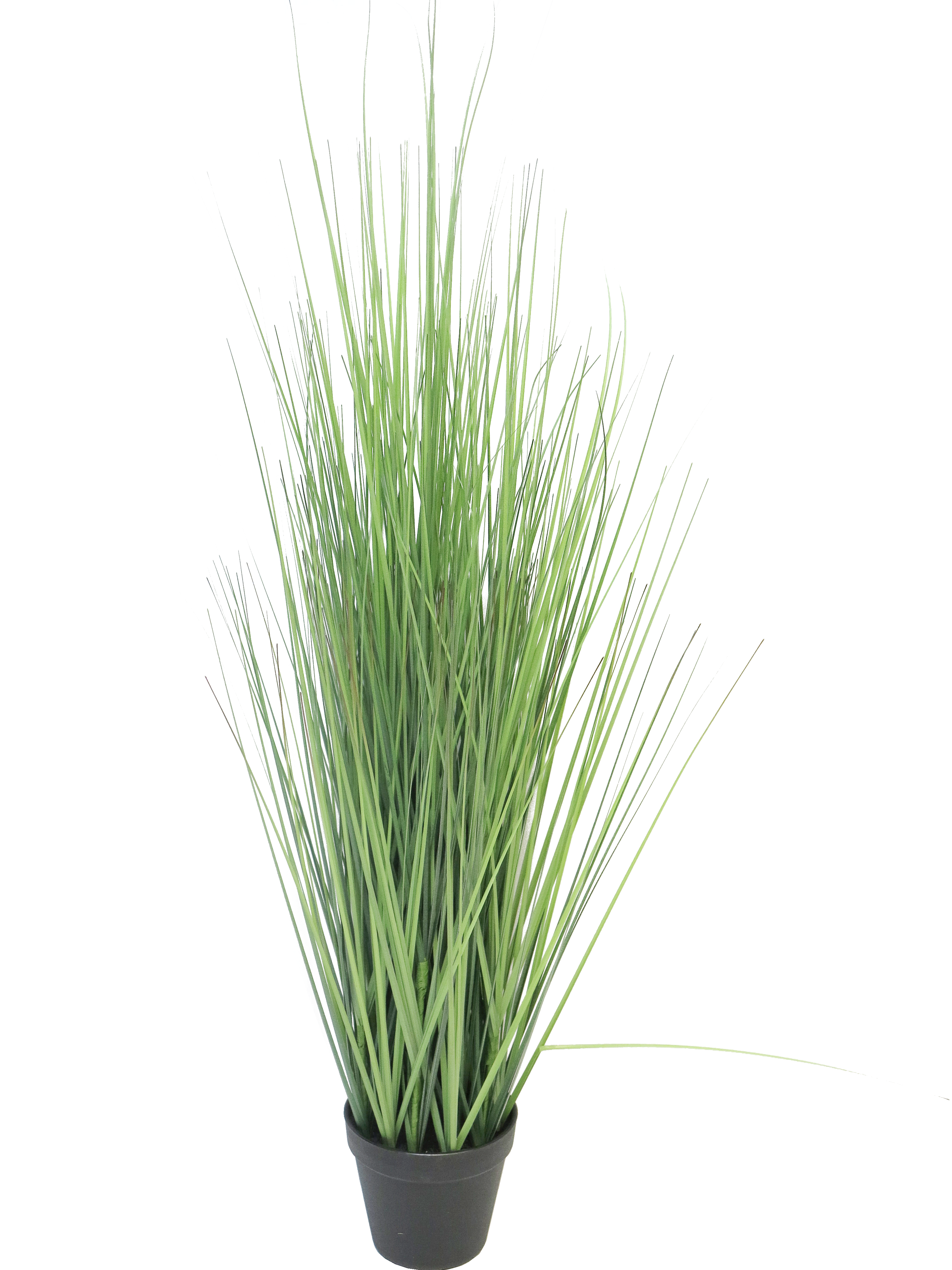 King festuca greenw/pot 115cm