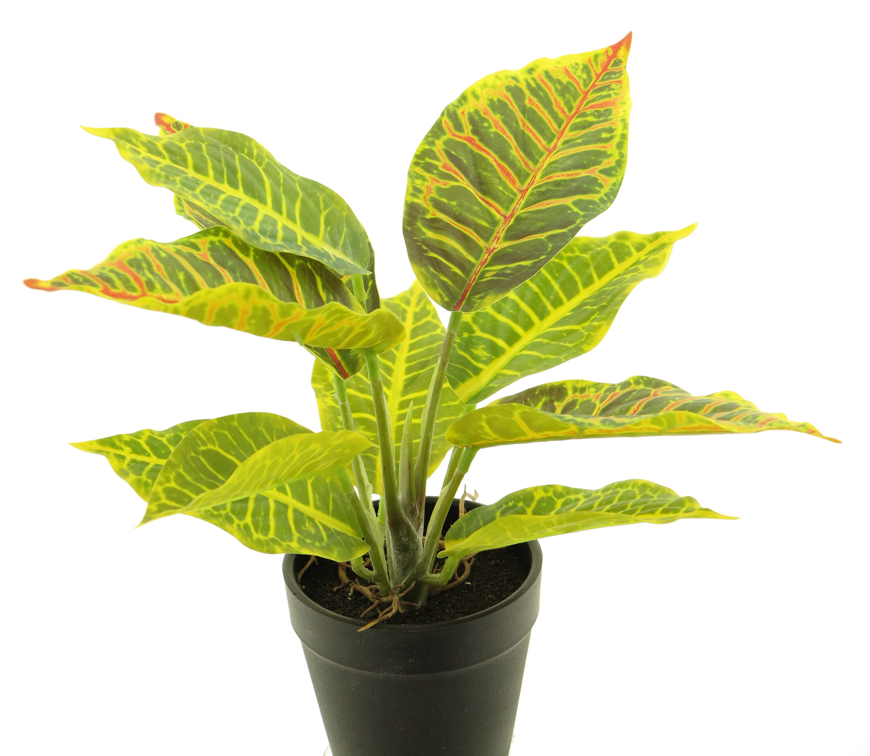 Croton variegatum green/yellow 25cm