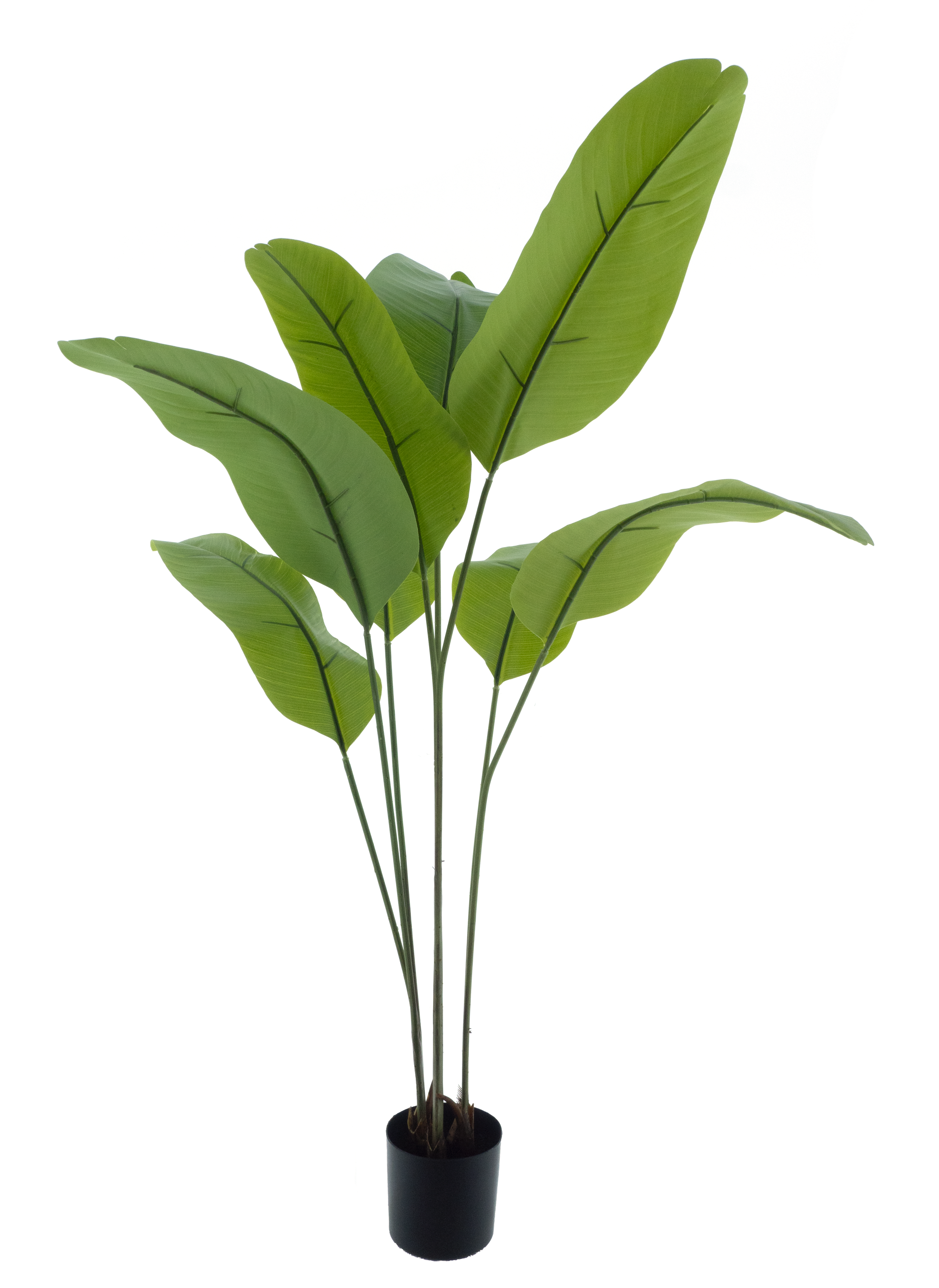 Strelitzia Malibu in pot green 130cm