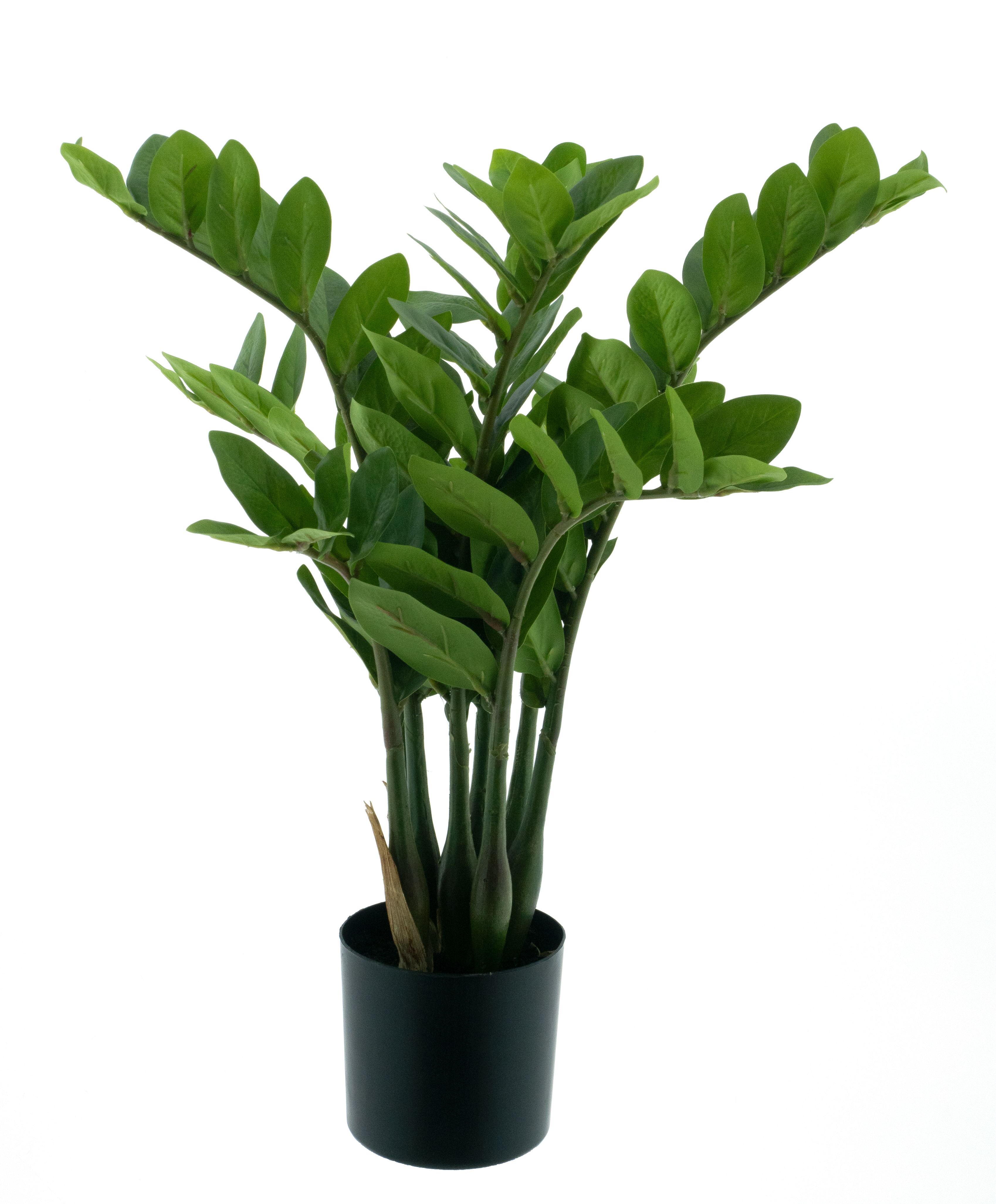 Zamio culcas in pot green 60cm