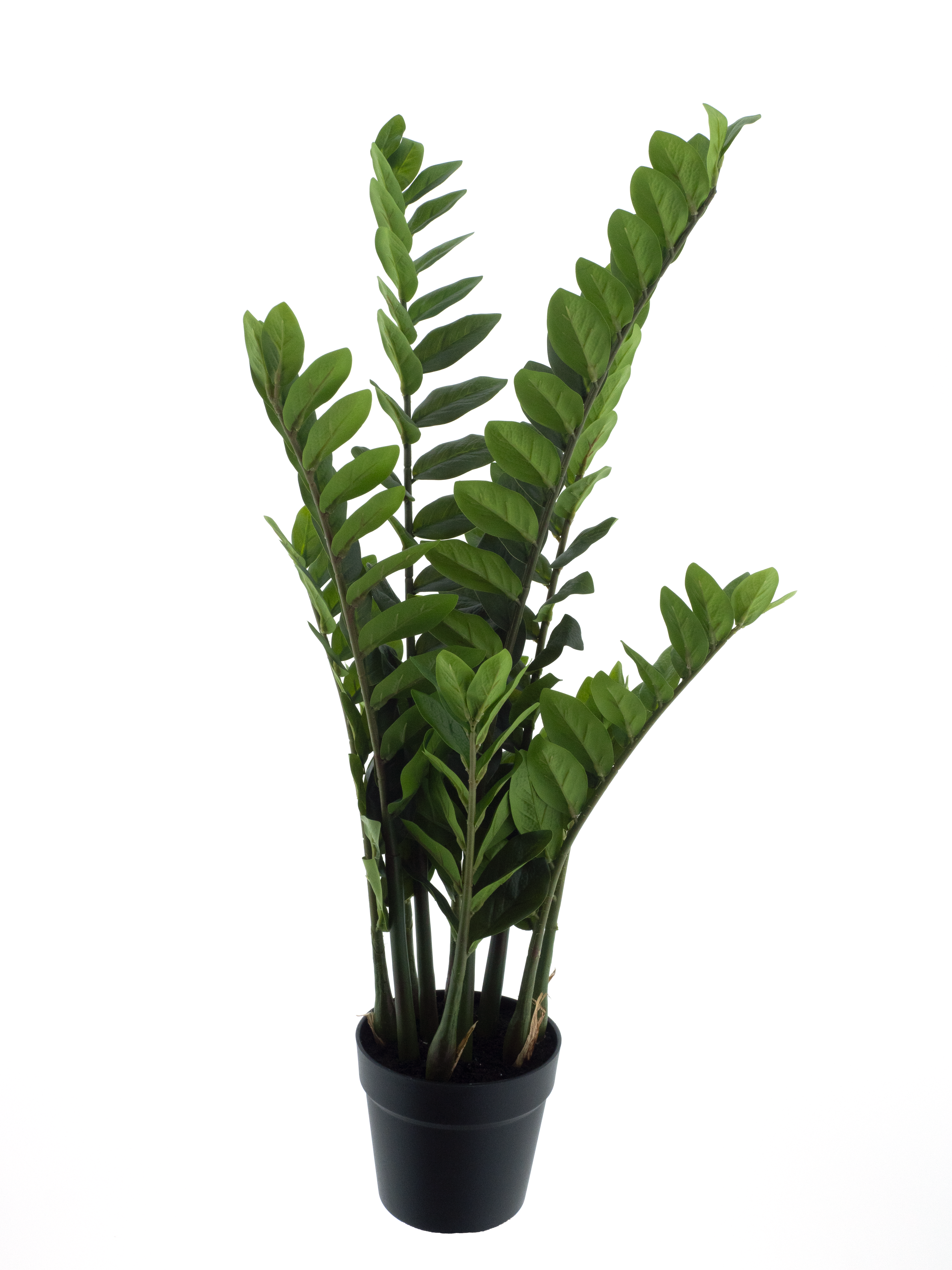 Zamio culcas in pot green 90cm