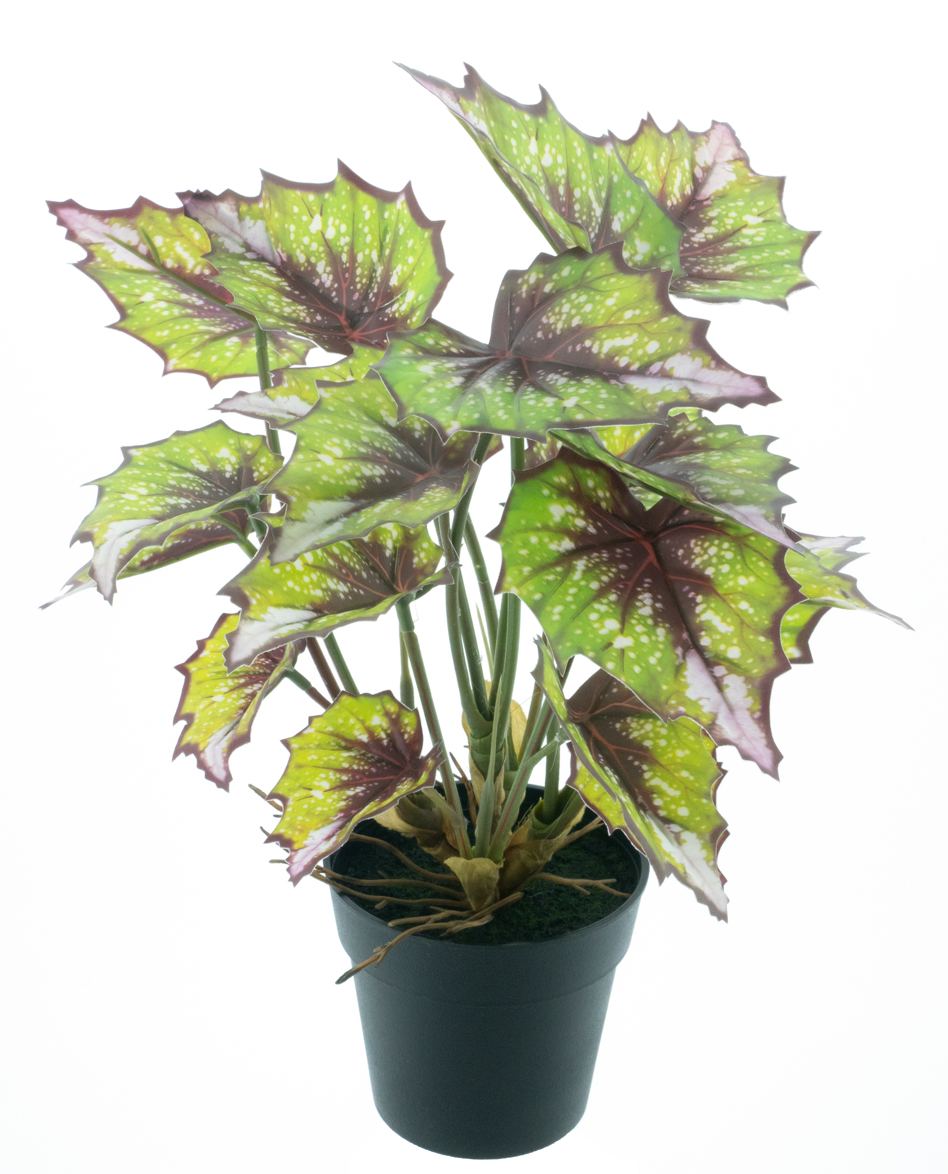 Begonia Rex in pot green 33cm