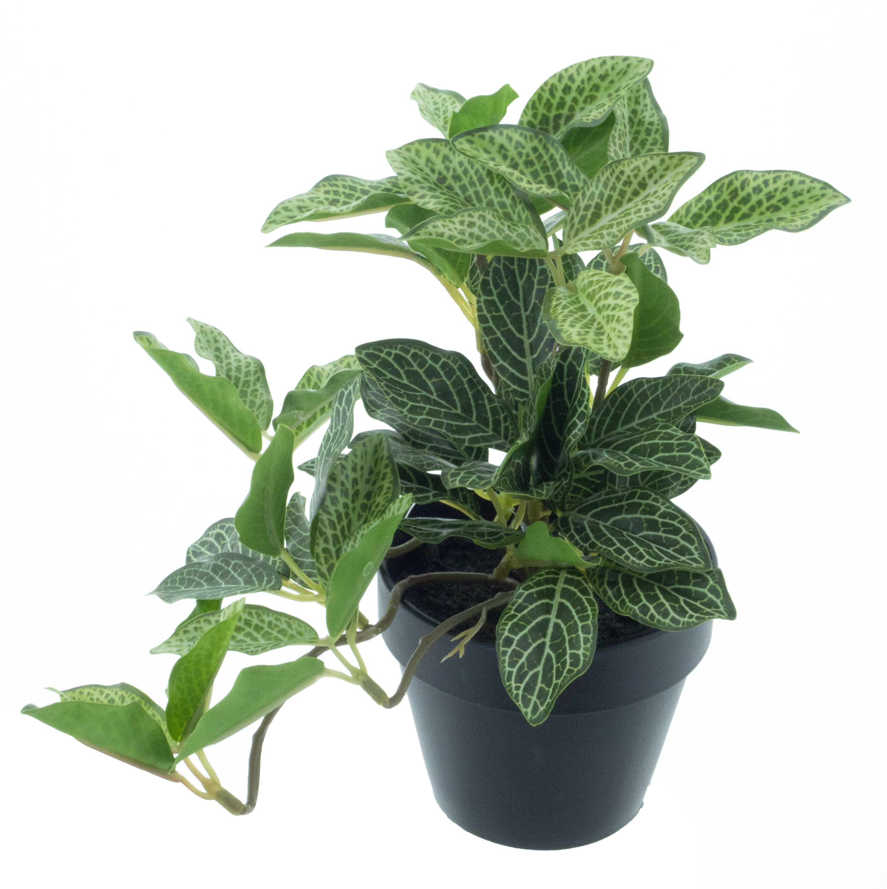 Tradescantia plant in pot lt green 16cm