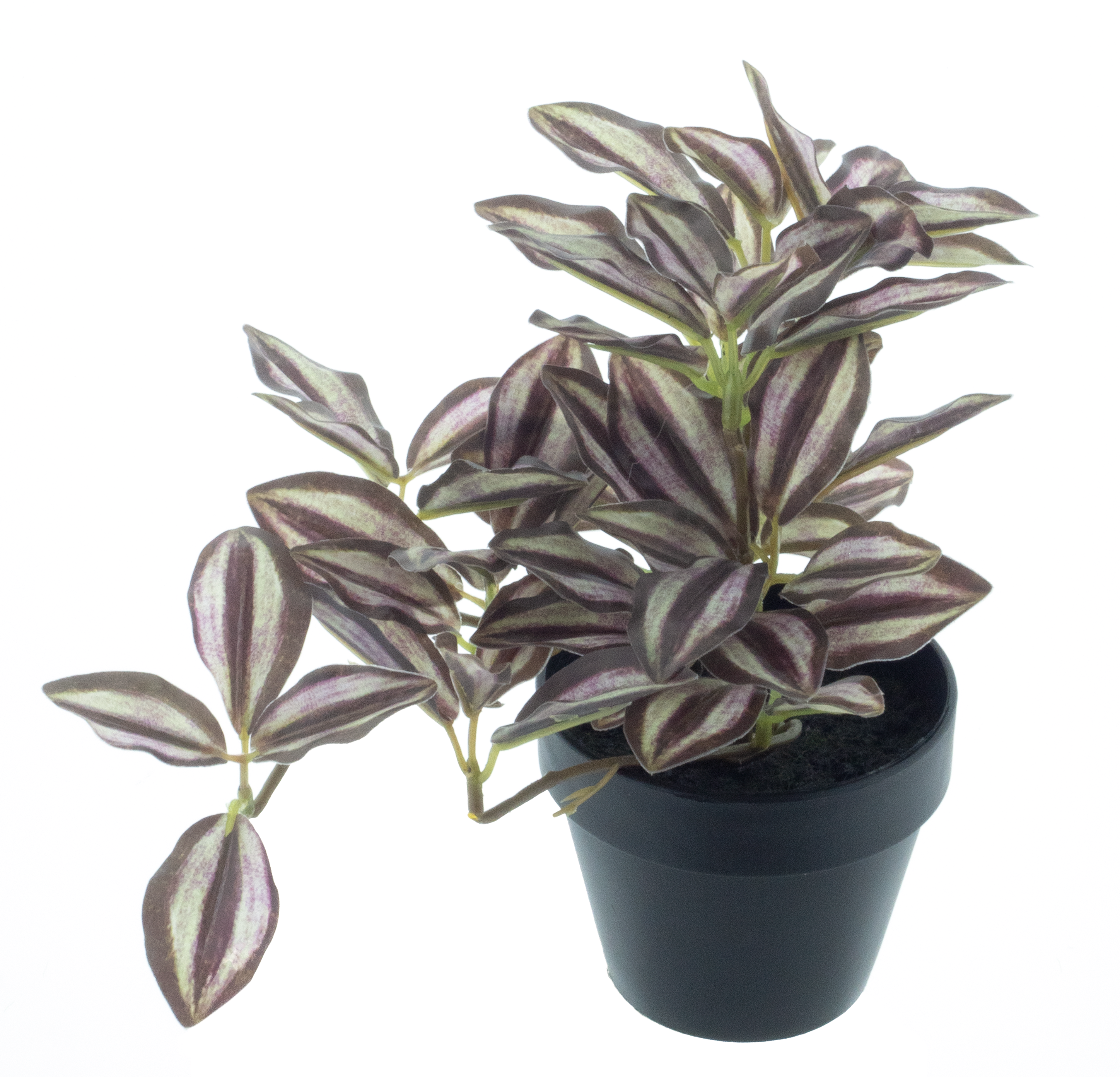 Tradescantia plant in pot red 16cm