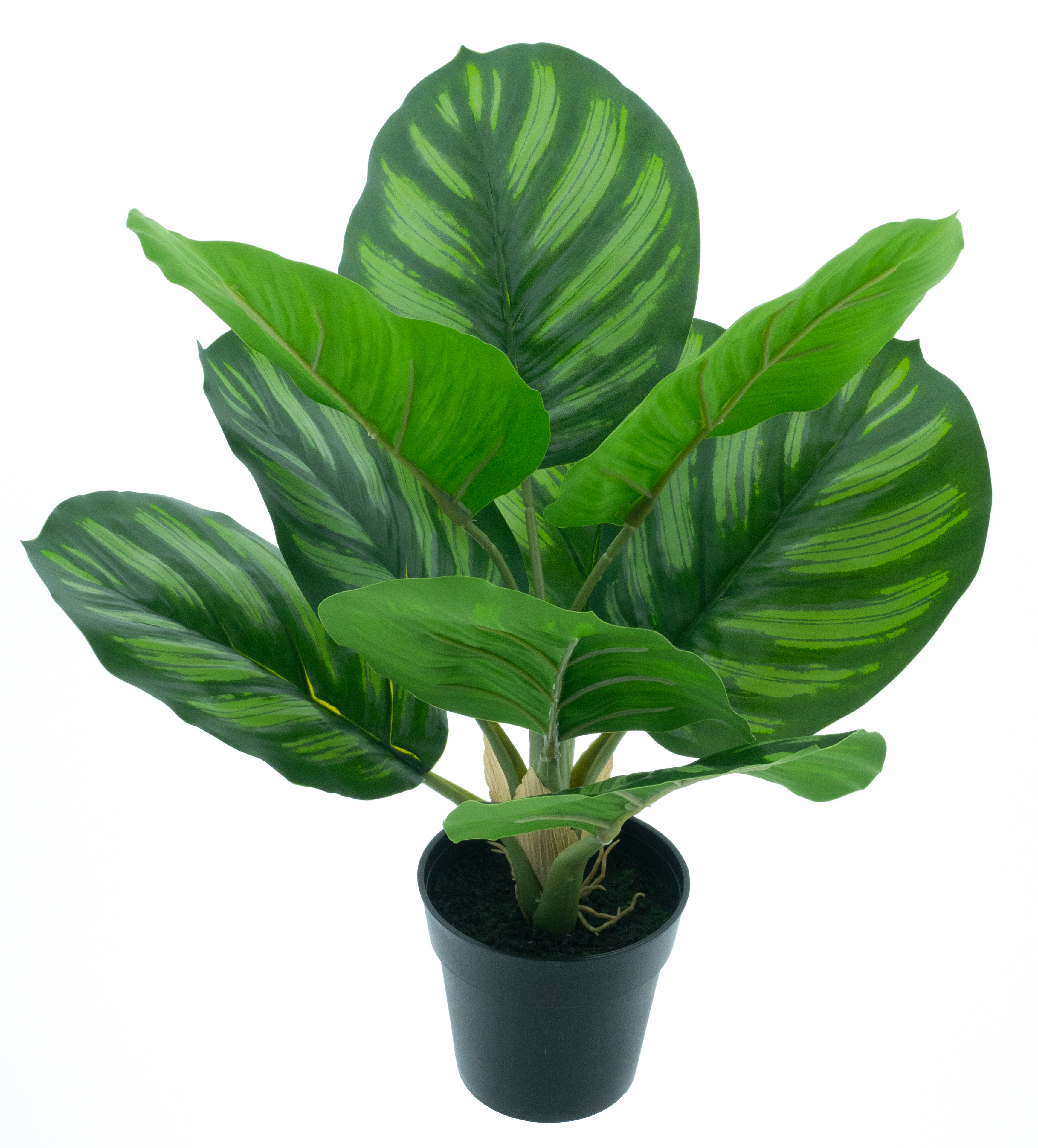 Calathea plant in pot green 40cm