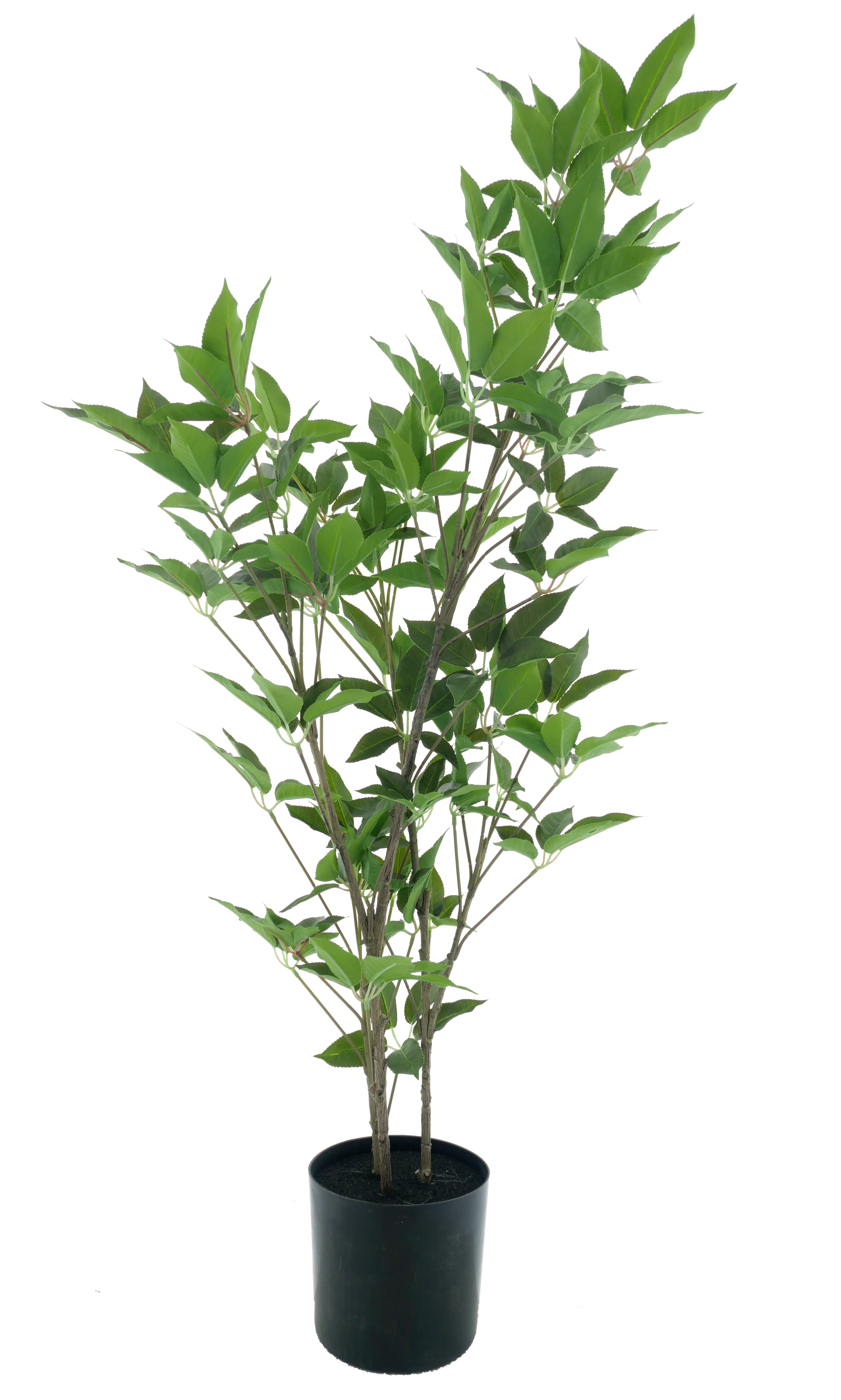 Aralia tree in pot cream/green 100cm