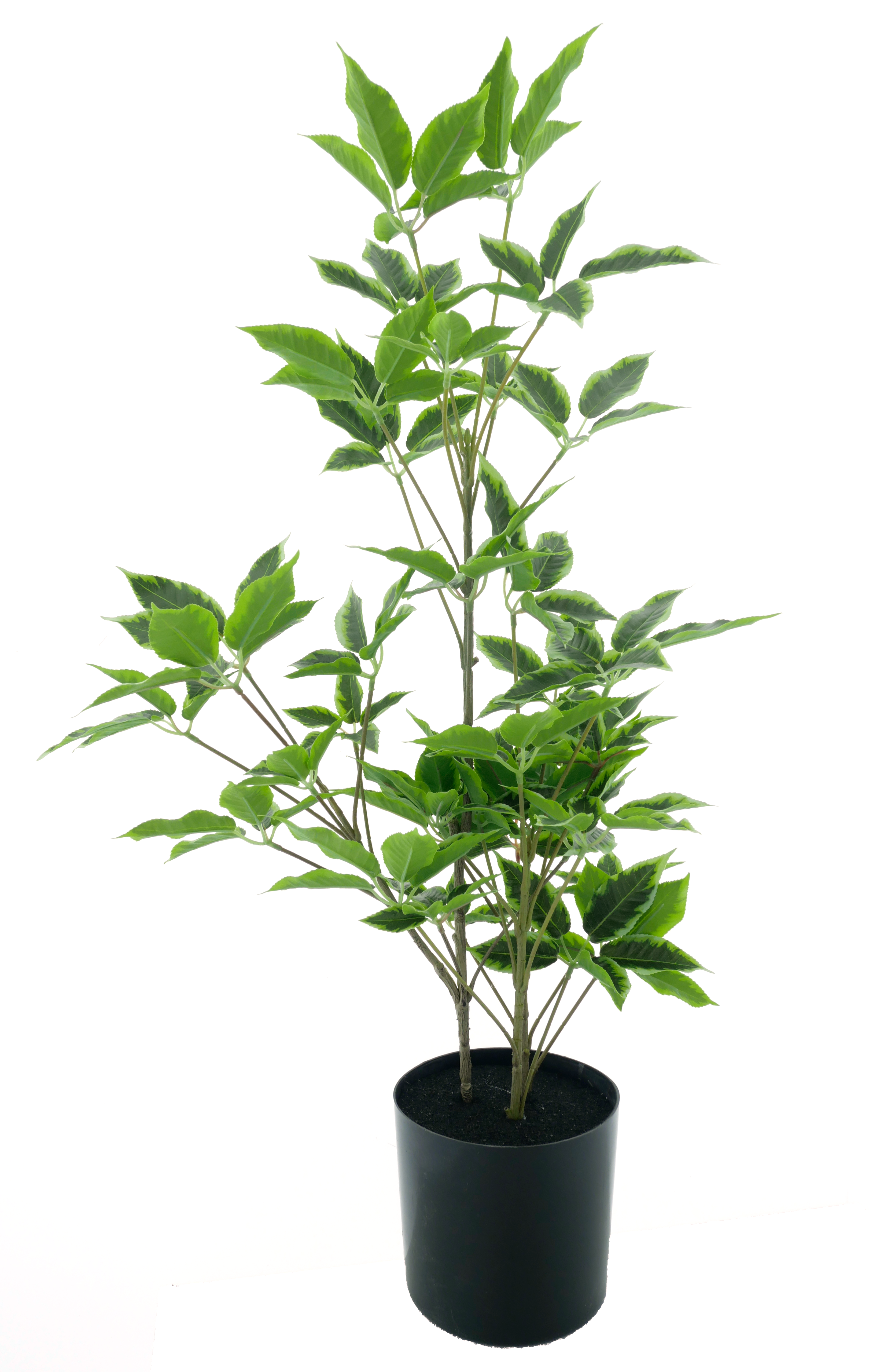 Aralia tree in pot cream/green 60cm