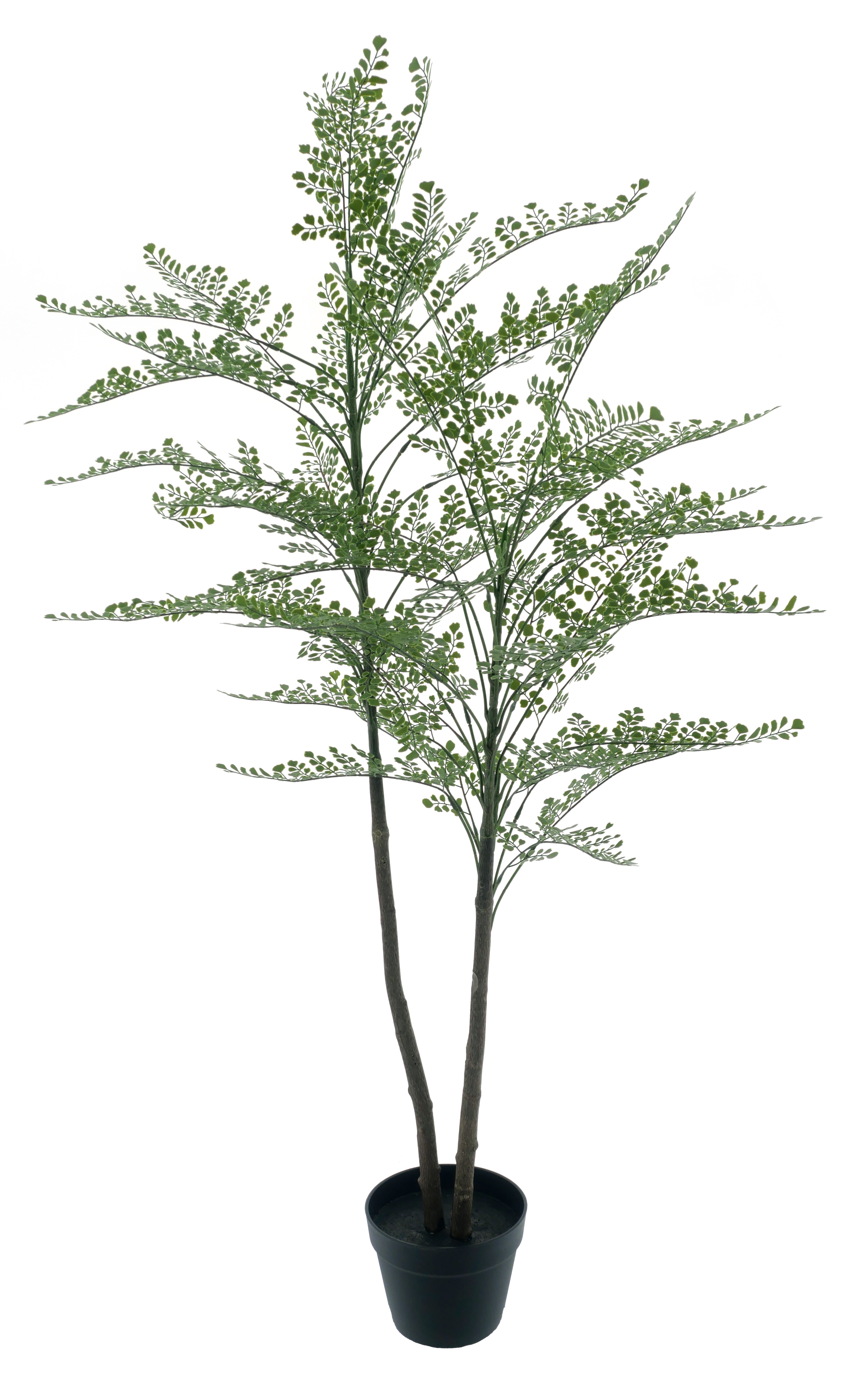 Maidenhair fern Cuba in pot green 140cm