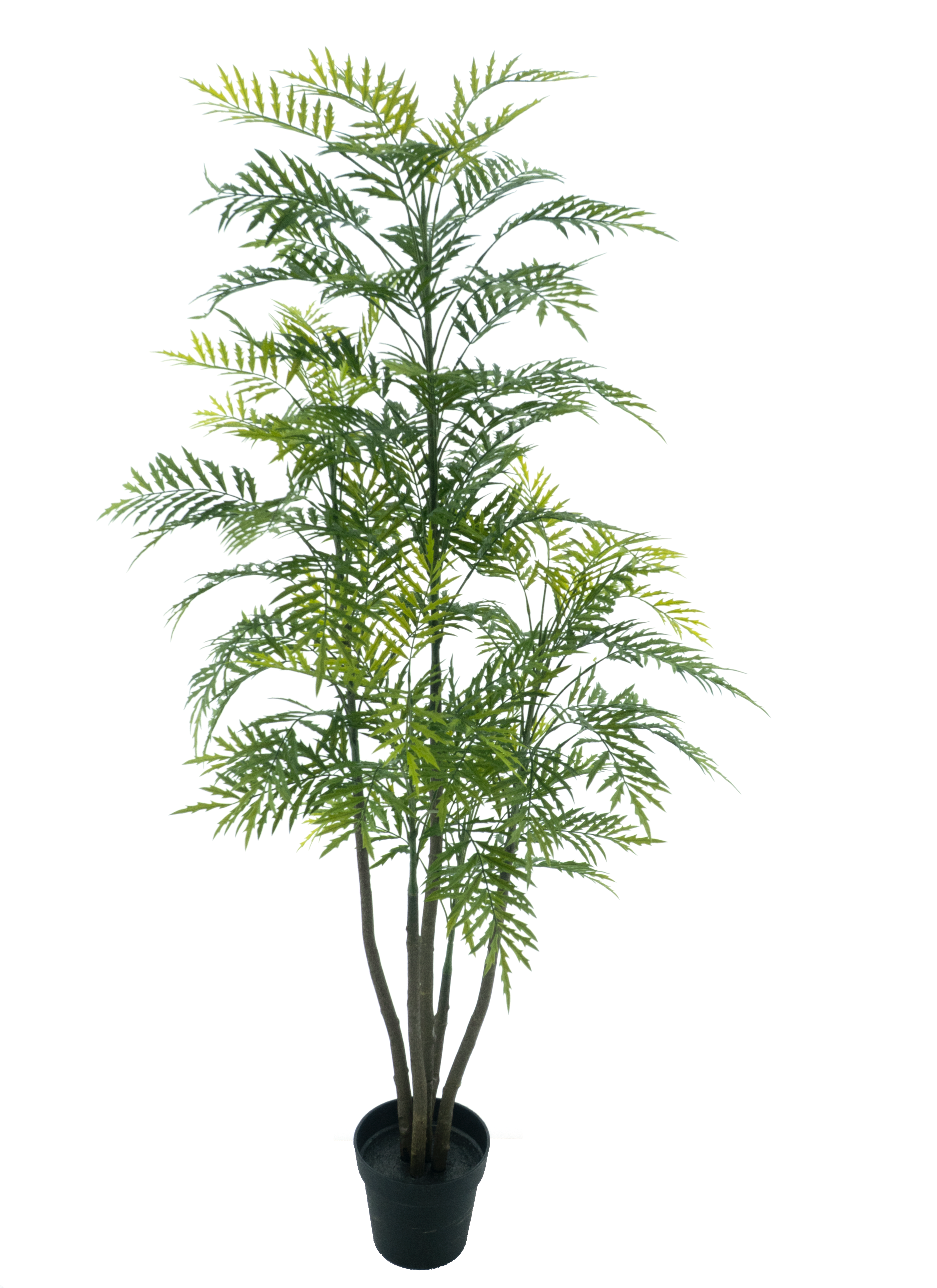 Palm Bonaire in pot green 180cm