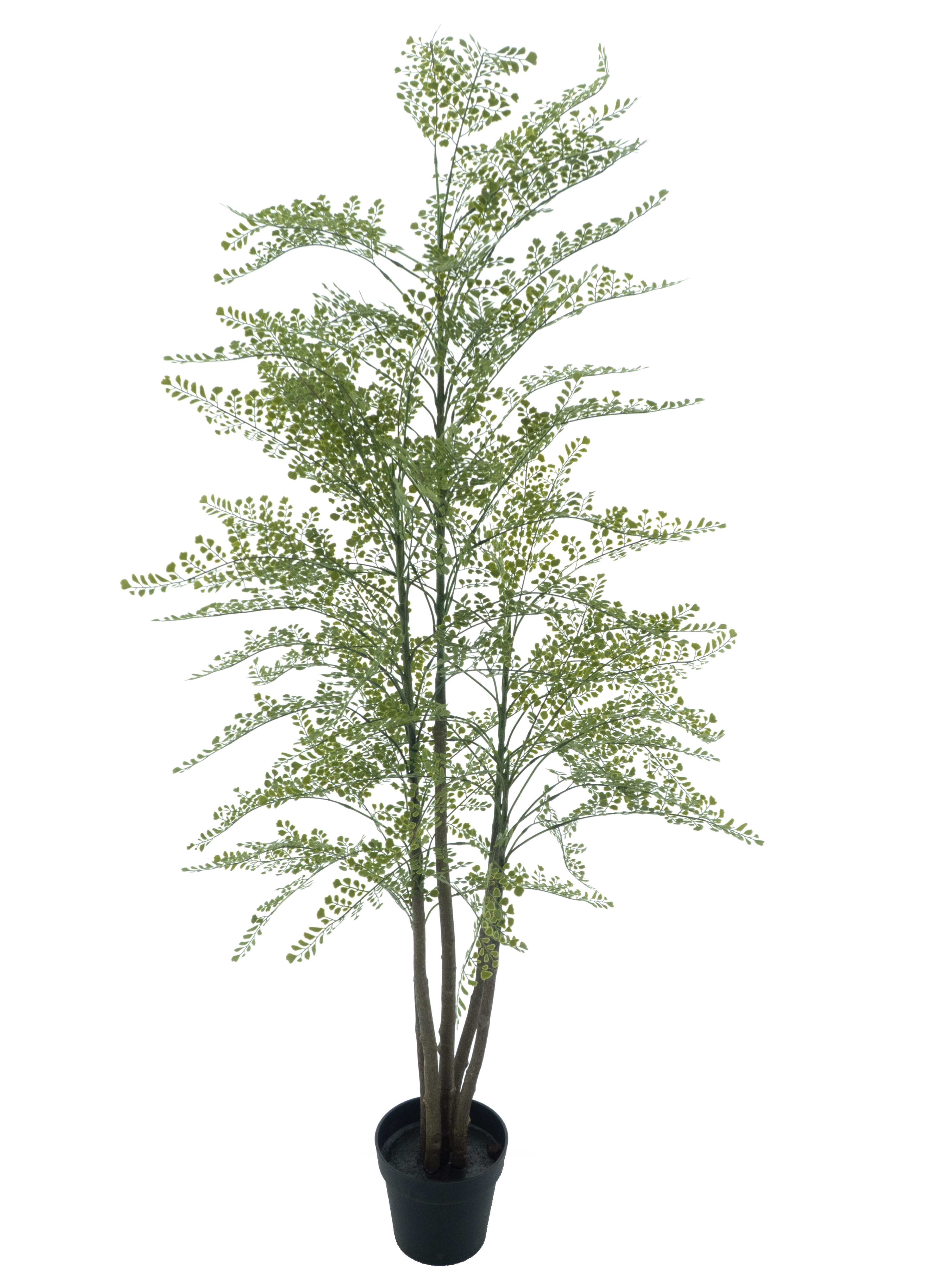 Maidenhair fern Cuba in pot green 180cm