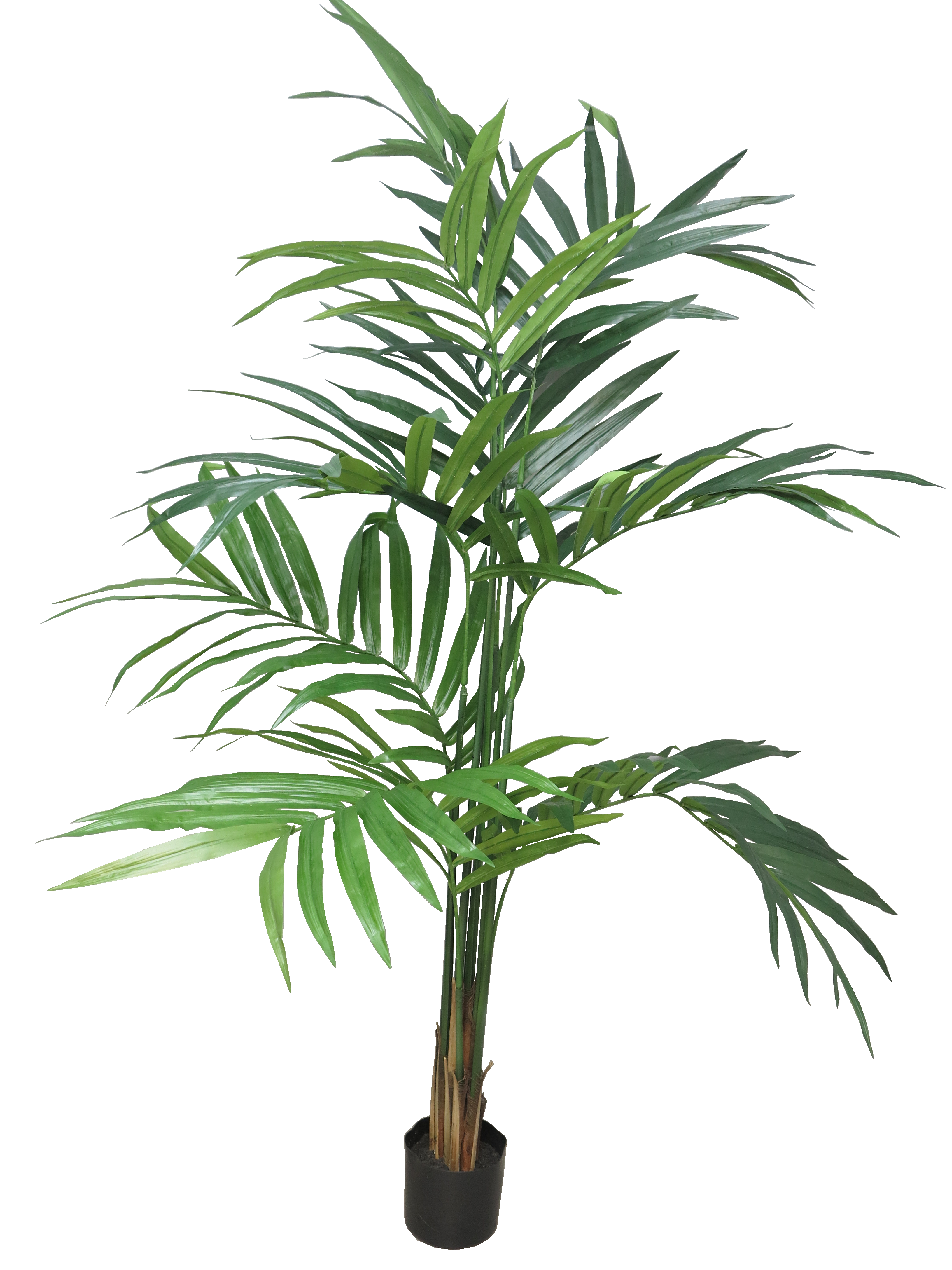 Kentia palm Alton w/pot 180cm