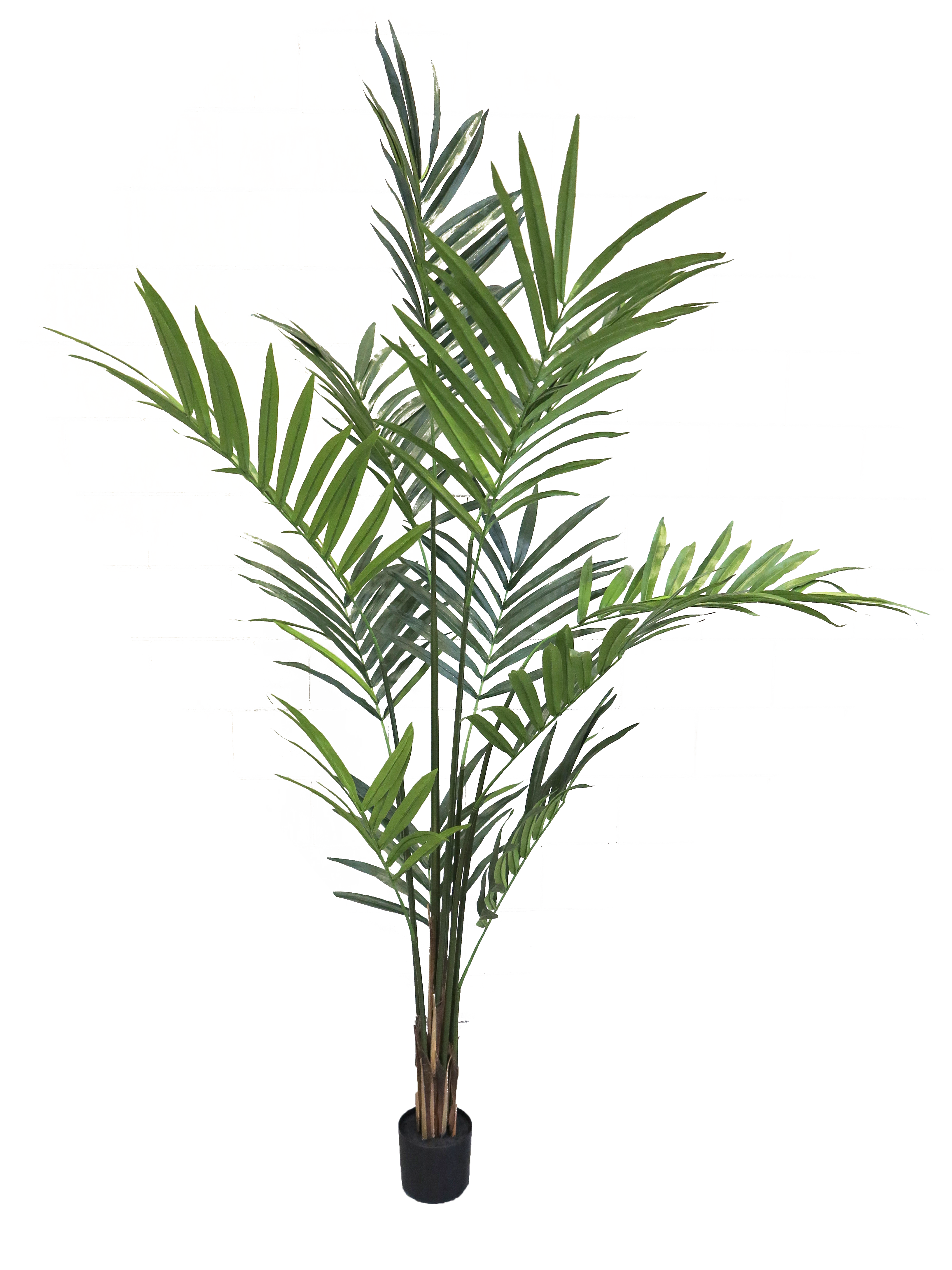 Areca palm giant green 210cm
