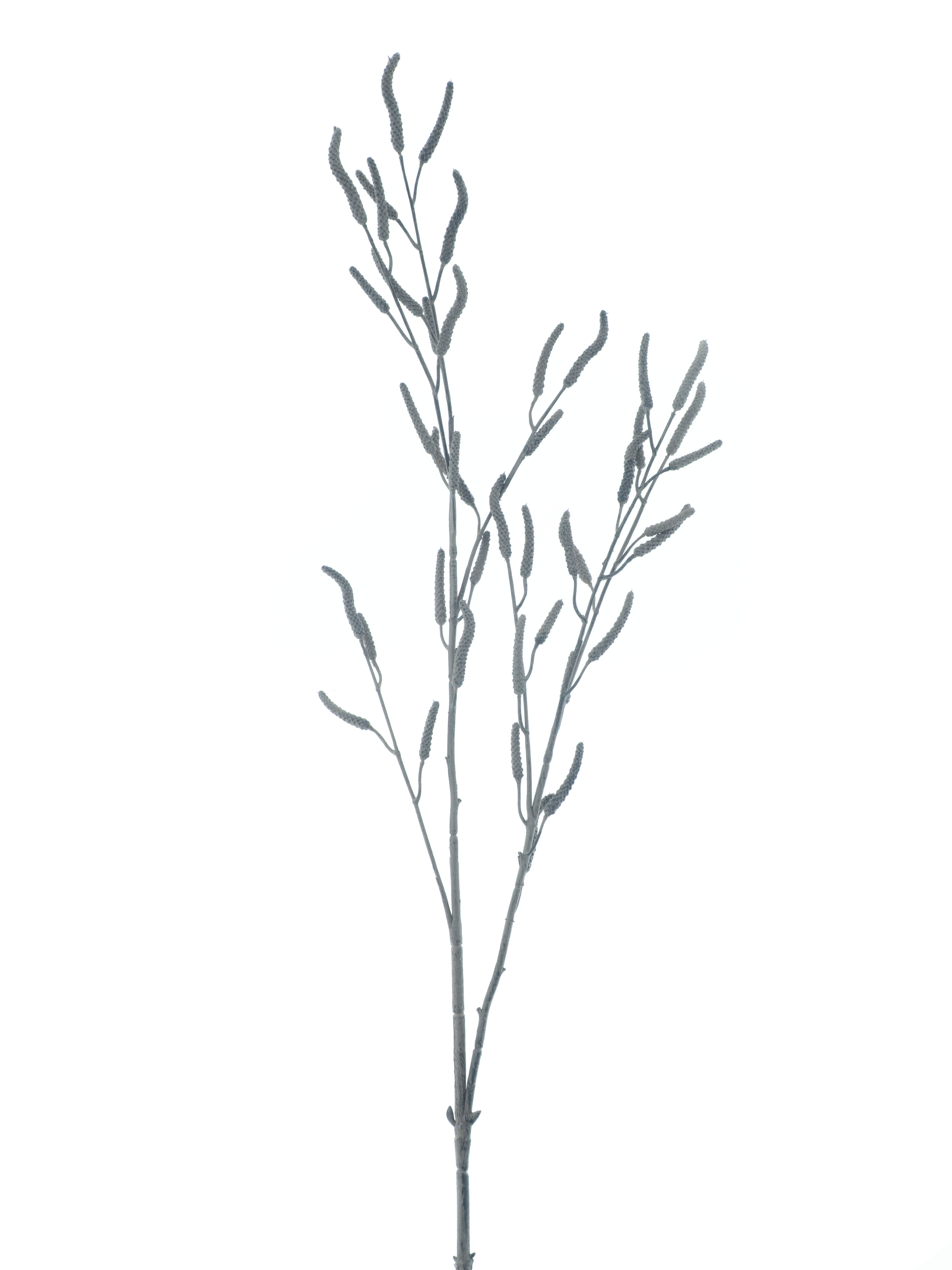 Alder branch Bavans brown 103cm